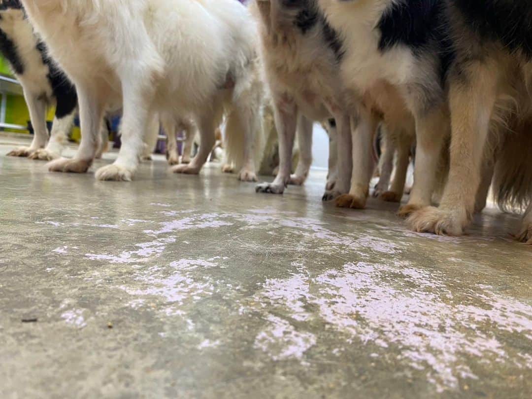 中原絵梨奈のインスタグラム：「さて、何頭？🐕🐕🐕🐕🐕🐕🐕🐕」