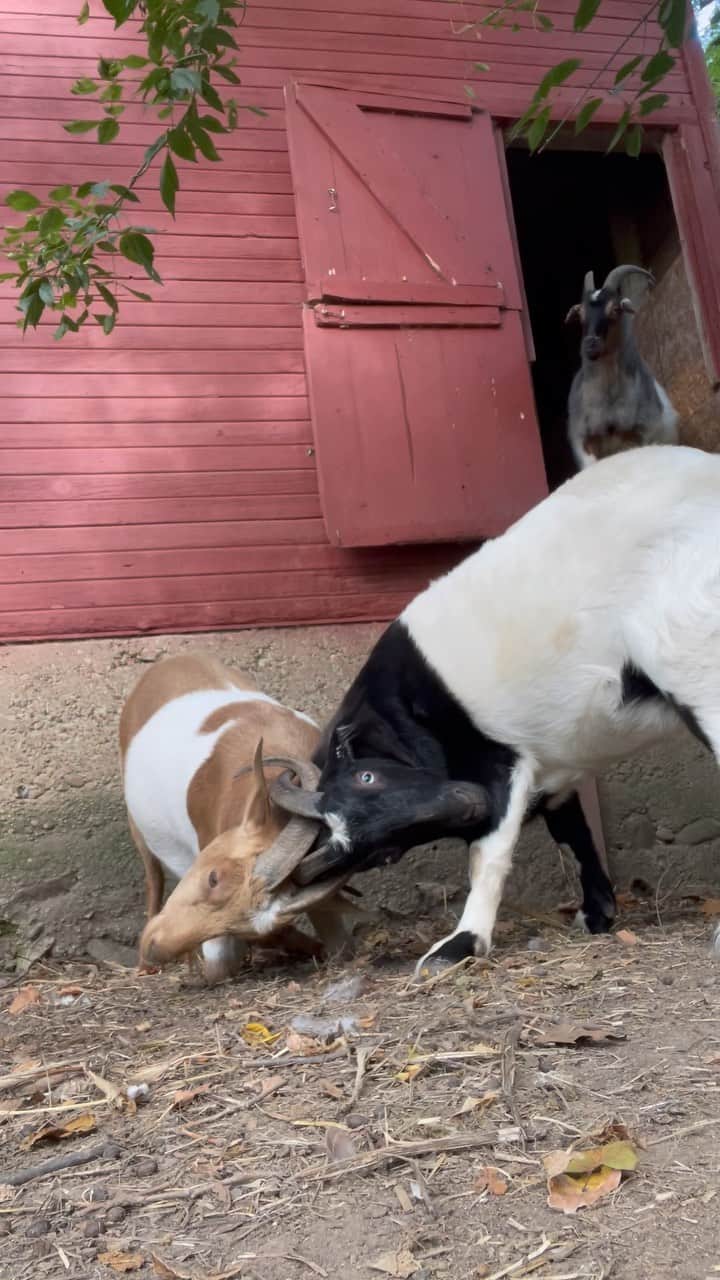 Earth Picsのインスタグラム：「@rileyyyclaytor._ Riley’s Goats 🐐 got stuck together」