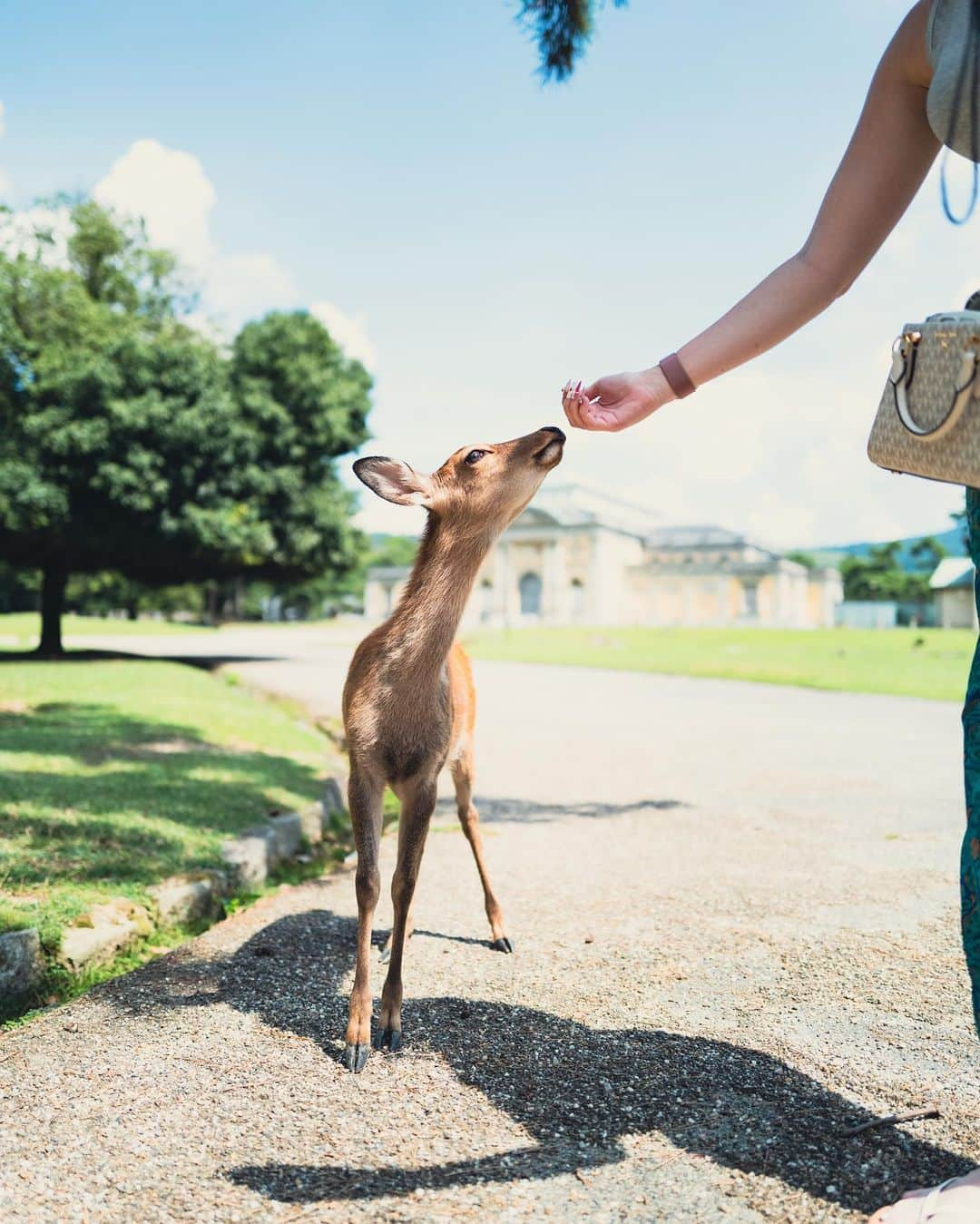 はるきさんのインスタグラム写真 - (はるきInstagram)「Come to Nara for lovely deers 🤩」9月23日 19時53分 - hr.8ruki