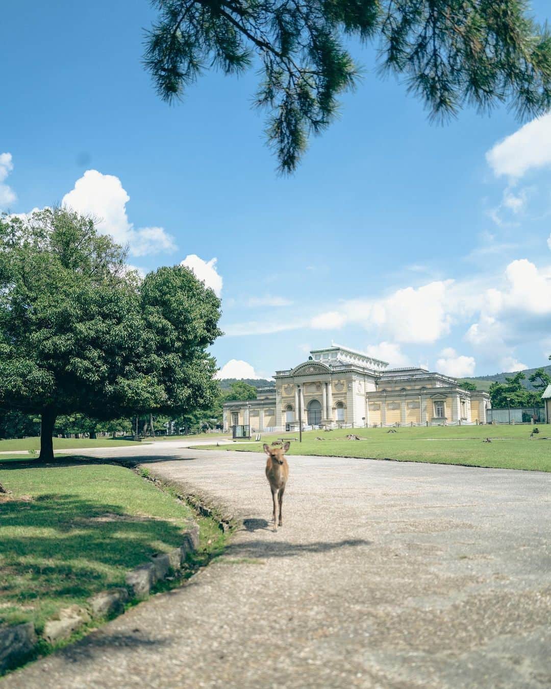 はるきさんのインスタグラム写真 - (はるきInstagram)「Come to Nara for lovely deers 🤩」9月23日 19時53分 - hr.8ruki