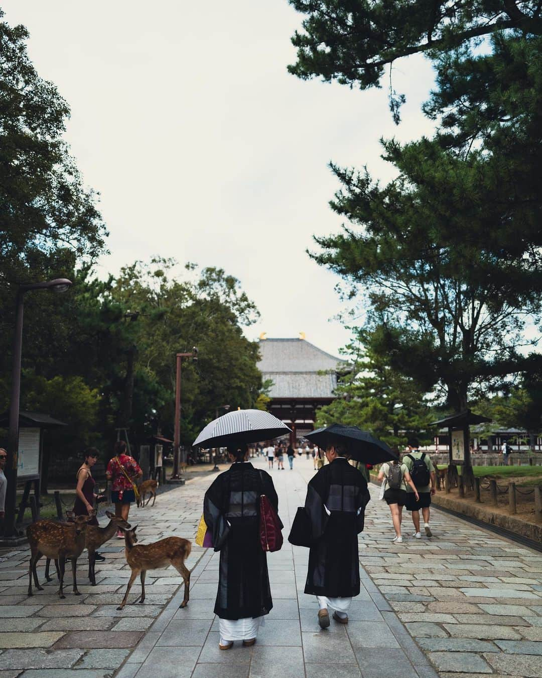 はるきさんのインスタグラム写真 - (はるきInstagram)「Come to Nara for lovely deers 🤩」9月23日 19時53分 - hr.8ruki