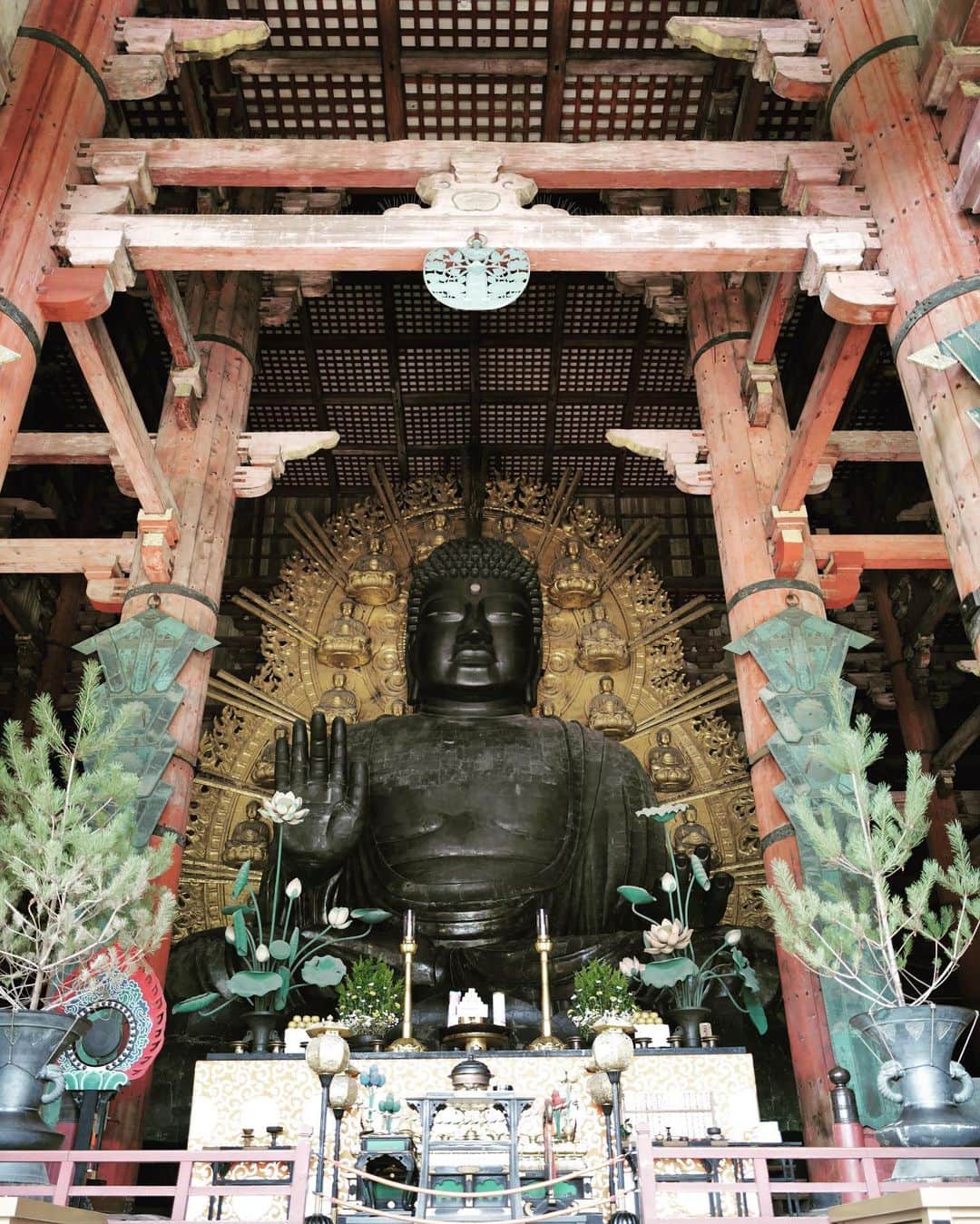 はるきさんのインスタグラム写真 - (はるきInstagram)「Come to Nara for lovely deers 🤩」9月23日 19時53分 - hr.8ruki