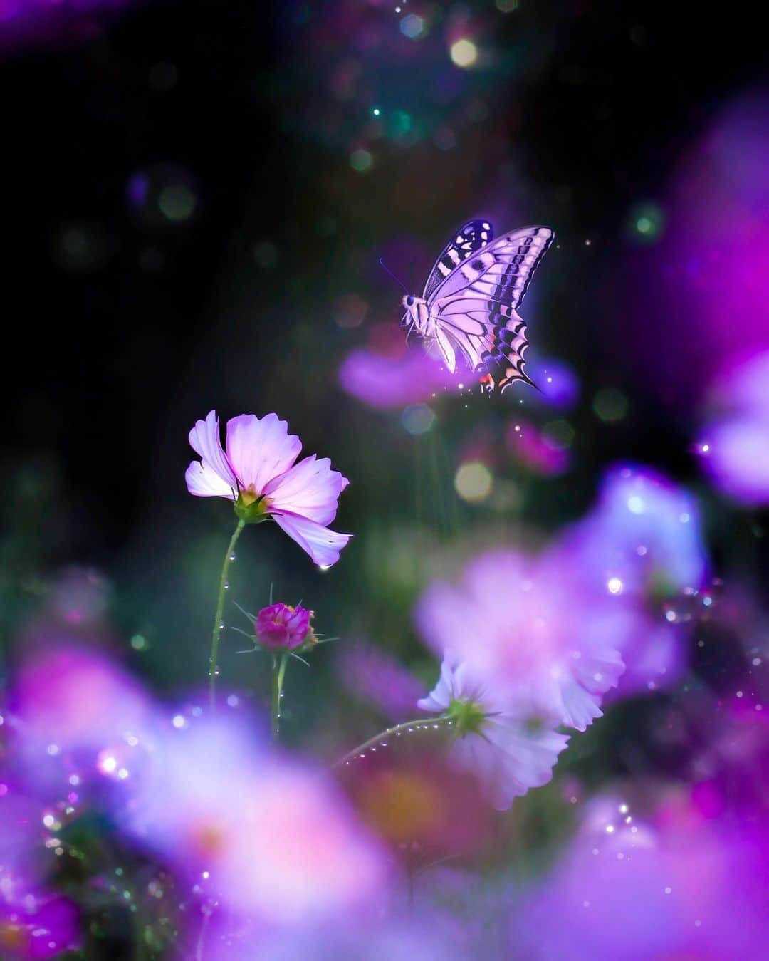 メグのん♡ A k i k oのインスタグラム：「💜 CONTAX Carl Zeiss Planar 50mm F1.4 . . . C a l m  t i m e . . . 💜 Edited by Lightroom 急に秋めいた空気になりました☺️ 半袖の腕が寒く感じた土曜日。」