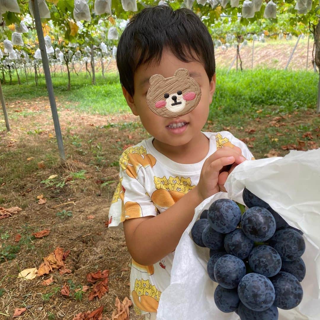 大西蘭さんのインスタグラム写真 - (大西蘭Instagram)「《ぶどう狩り》 やまふじぶどう園でぶどう狩り🍇  先月の話ですが、 今年もぶどう狩りへ😍  この日のぶどう狩りは、ブラックビートという品種🍇  息子も娘もぶどうが大好きなので、大粒のぶどうを見て大喜び😊  ぶどう狩りの後は、やまふじぶどう園のカフェでランチして、ぶどうパフェを食べて、大満足でした☺️  ランチは野菜もいっぱいで彩り良くて、美味しかったし ぶどうパフェは2人でぶどうを取り合いながら食べてました😂  あと、なんといってもやまふじカフェのインテリア、景色、家具、雰囲気が好きです😌  もちろん自分たちで摘み取ったぶどうは甘くてジューシーでとっても美味しく、あっという間になくなりました！  まだぶどう狩りできるそうなので、Instagramでチェックしてから訪れてみてください🙌  @yamafujibudou  @yamafujicafe   いいね、コメント、保存ありがとうございます😌✨  気軽にフォローしてくださいね🌷 @onishiran  ．  #やまふじぶどう園 #ぶどう狩り #やまふじカフェ  #富山ママ #富山ママと繋がりたい #富山観光 #北陸旅行 #北陸観光 #富山子連れ #富山子連れおでかけ #子連れおでかけ #子連れランチ #キッズフレンドリー」9月23日 20時35分 - onishiran