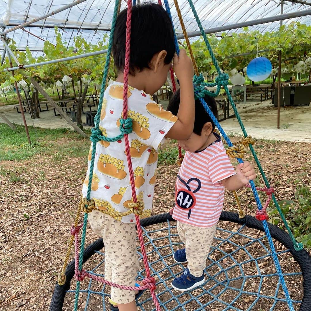 大西蘭さんのインスタグラム写真 - (大西蘭Instagram)「《ぶどう狩り》 やまふじぶどう園でぶどう狩り🍇  先月の話ですが、 今年もぶどう狩りへ😍  この日のぶどう狩りは、ブラックビートという品種🍇  息子も娘もぶどうが大好きなので、大粒のぶどうを見て大喜び😊  ぶどう狩りの後は、やまふじぶどう園のカフェでランチして、ぶどうパフェを食べて、大満足でした☺️  ランチは野菜もいっぱいで彩り良くて、美味しかったし ぶどうパフェは2人でぶどうを取り合いながら食べてました😂  あと、なんといってもやまふじカフェのインテリア、景色、家具、雰囲気が好きです😌  もちろん自分たちで摘み取ったぶどうは甘くてジューシーでとっても美味しく、あっという間になくなりました！  まだぶどう狩りできるそうなので、Instagramでチェックしてから訪れてみてください🙌  @yamafujibudou  @yamafujicafe   いいね、コメント、保存ありがとうございます😌✨  気軽にフォローしてくださいね🌷 @onishiran  ．  #やまふじぶどう園 #ぶどう狩り #やまふじカフェ  #富山ママ #富山ママと繋がりたい #富山観光 #北陸旅行 #北陸観光 #富山子連れ #富山子連れおでかけ #子連れおでかけ #子連れランチ #キッズフレンドリー」9月23日 20時35分 - onishiran
