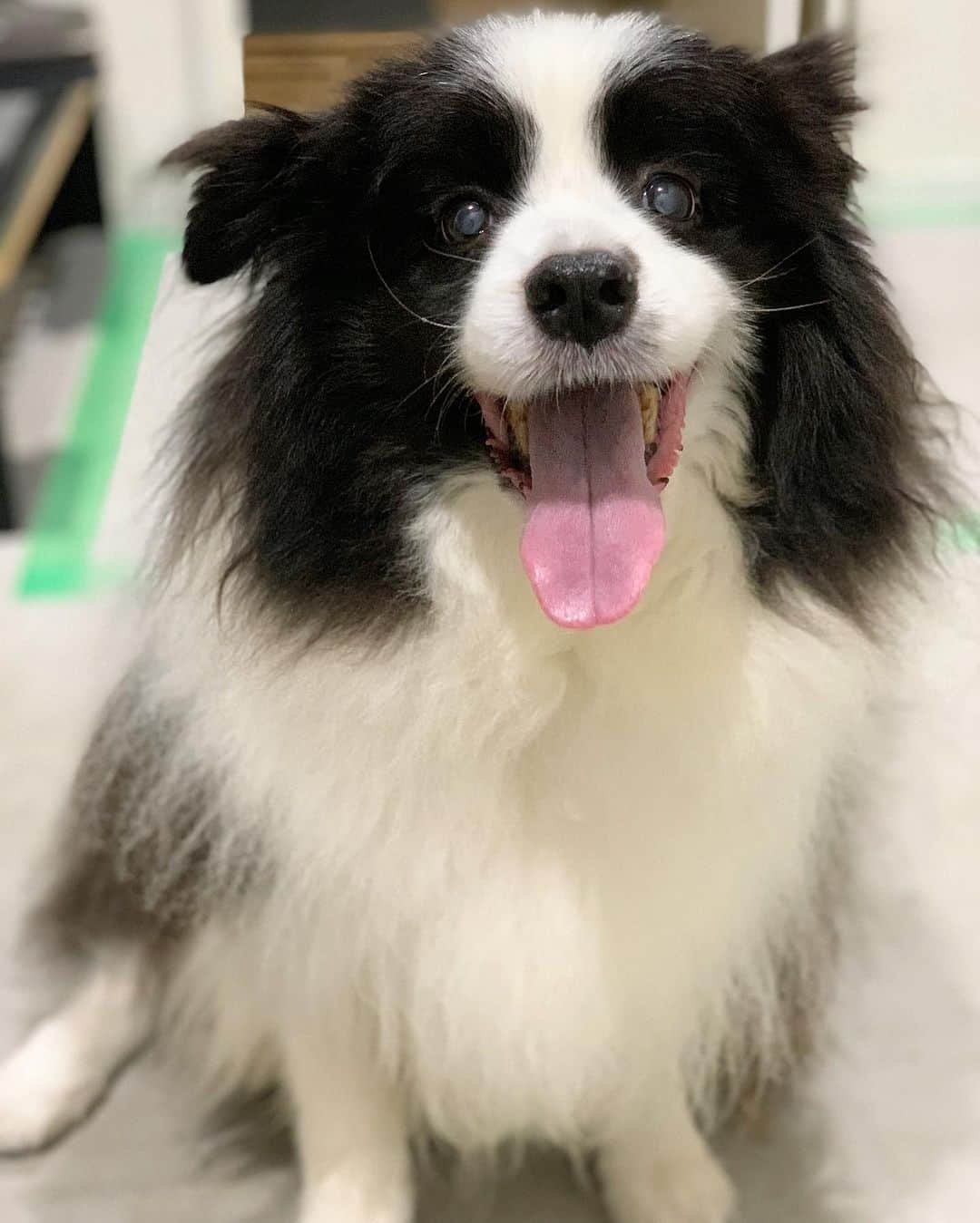 犬バカ部宣伝部長のインスタグラム：「今日もモケモケパンダのそらちん🐼❤️ ちょっとびっこ引いて歩くけど 食欲もあり元気です🖐️🥺 ⁡ 歩いてて、近所のおばちゃんに『足痛いん？かわいそうに』って言われますけど。 みんな順番なんで、かわいそうじゃないですよ🎵って 言ってます✌️😁 ⁡ #犬バカ部 #bordercollie #ボーダーコリー #dog #犬 #白黒 #そら #ふにゃボダ部 #ボダ娘」