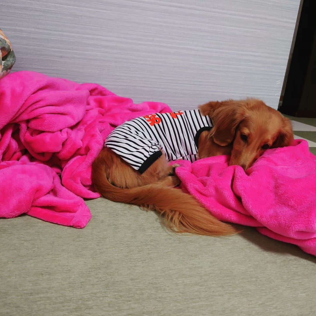 ピックさんのインスタグラム写真 - (ピックInstagram)「２泊３日のお泊り会🐶🐶🐶 、 ご飯待つときも、ヨーグルト待つ時も かわいい💞 、 ピクとこじがいがみ合う姿が懐かしいわ 、 ご飯も、おやつも、好き嫌いなく 、 おしっこもお外で直ぐにするし🐶✌️ 💩は台所に（笑） 💩良好 、 お部屋の中でも暴れまわり、お留守番もお利口さん 、 楽しかったねー  、 #お泊り会 #パピヨン #多頭飼い  #愛知県 #ミニチュアダックス多頭飼い  #ダック部 #イッヌ #いぬバカ部 #pecoいぬ部 #peppyフォト部 #dachshundlove #doggy #dogstagram_japan #イヌスタグラム #いぬすたぐらむ #たんそく部 #いぬのいる暮らし #犬の居る生活 #miniaturedachshund #犬 #dog #todayswanko #pecoいぬ部 #わんわん小学校 #lovedogs #犬好きな人と繋がりたい」9月23日 21時37分 - pick09040904