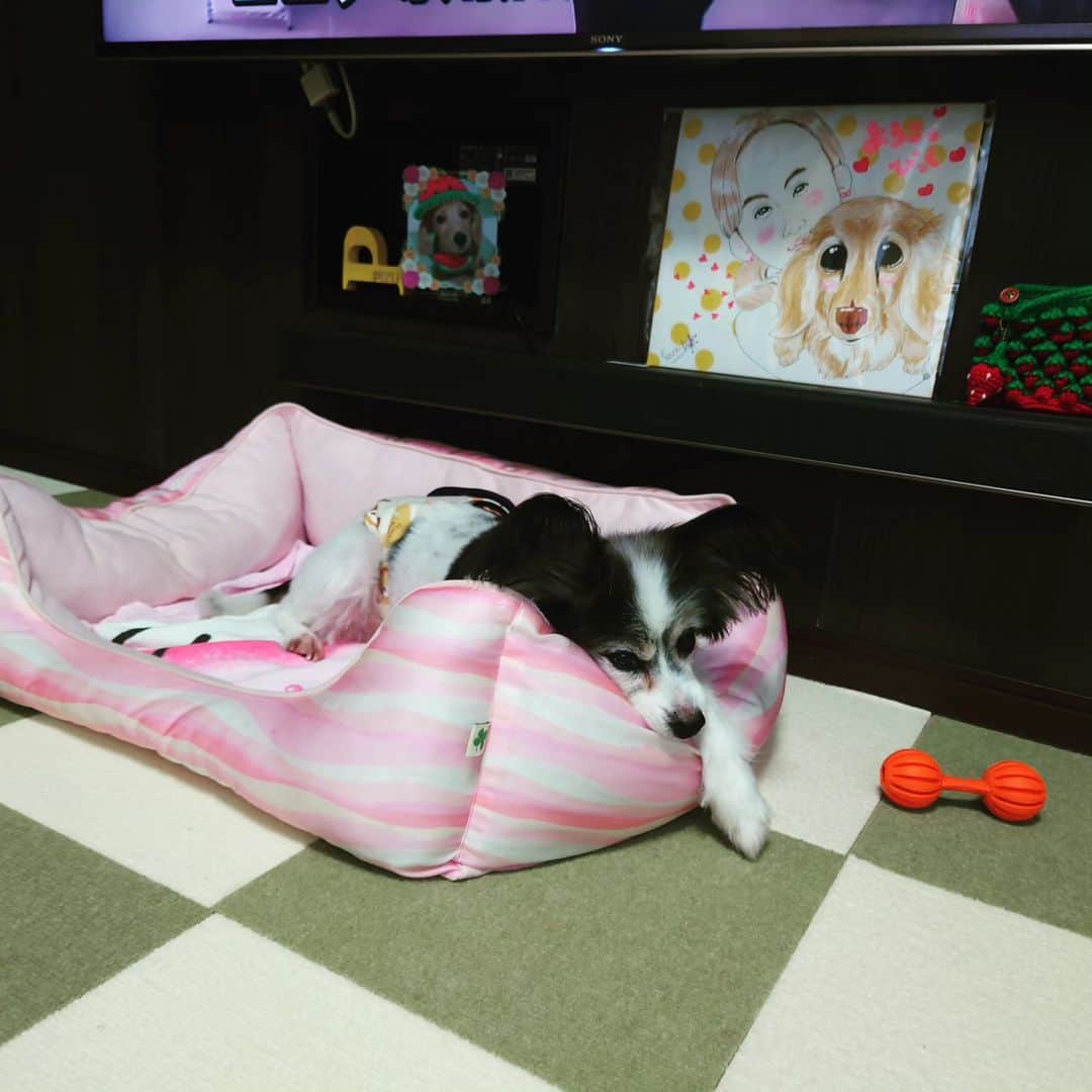 ピックさんのインスタグラム写真 - (ピックInstagram)「２泊３日のお泊り会🐶🐶🐶 、 ご飯待つときも、ヨーグルト待つ時も かわいい💞 、 ピクとこじがいがみ合う姿が懐かしいわ 、 ご飯も、おやつも、好き嫌いなく 、 おしっこもお外で直ぐにするし🐶✌️ 💩は台所に（笑） 💩良好 、 お部屋の中でも暴れまわり、お留守番もお利口さん 、 楽しかったねー  、 #お泊り会 #パピヨン #多頭飼い  #愛知県 #ミニチュアダックス多頭飼い  #ダック部 #イッヌ #いぬバカ部 #pecoいぬ部 #peppyフォト部 #dachshundlove #doggy #dogstagram_japan #イヌスタグラム #いぬすたぐらむ #たんそく部 #いぬのいる暮らし #犬の居る生活 #miniaturedachshund #犬 #dog #todayswanko #pecoいぬ部 #わんわん小学校 #lovedogs #犬好きな人と繋がりたい」9月23日 21時37分 - pick09040904