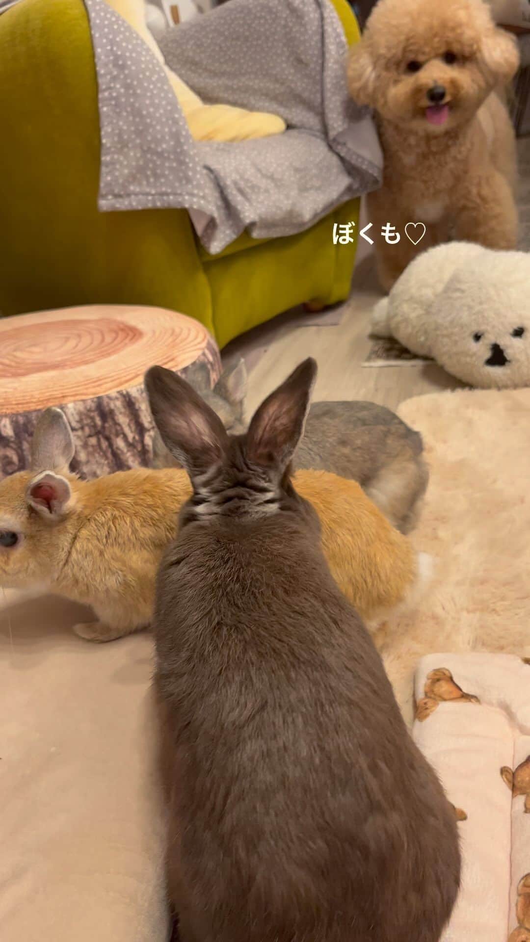 yun.ゆんのインスタグラム：「march.lemon🐻🍋＋cotton.💭＋sugar.🫧 コットン うさぎ兄弟の1番後ろを にこにこ、トコトコと。🐾 . . . 今日は夕方は涼しくて快適でした。😆 このまましばらく続いてほしいなぁ💖 ♪ ♪ ♪  #うさぎ四兄弟  #うさぎ#ネザーランドドワーフ#ZIP写真部#レモン#ふわもこ部#マーチ#多頭飼い#犬とうさぎ#dog#poochon #犬#いぬすたぐらむ #犬のいる暮らし  #rabbitsofinstagram #rabbitstagram #petstagram #instapet#cutepetclub #instarabbit  #lapin #pecotv #WeeklyFluff #netherlanddwarf#シュガーくん」