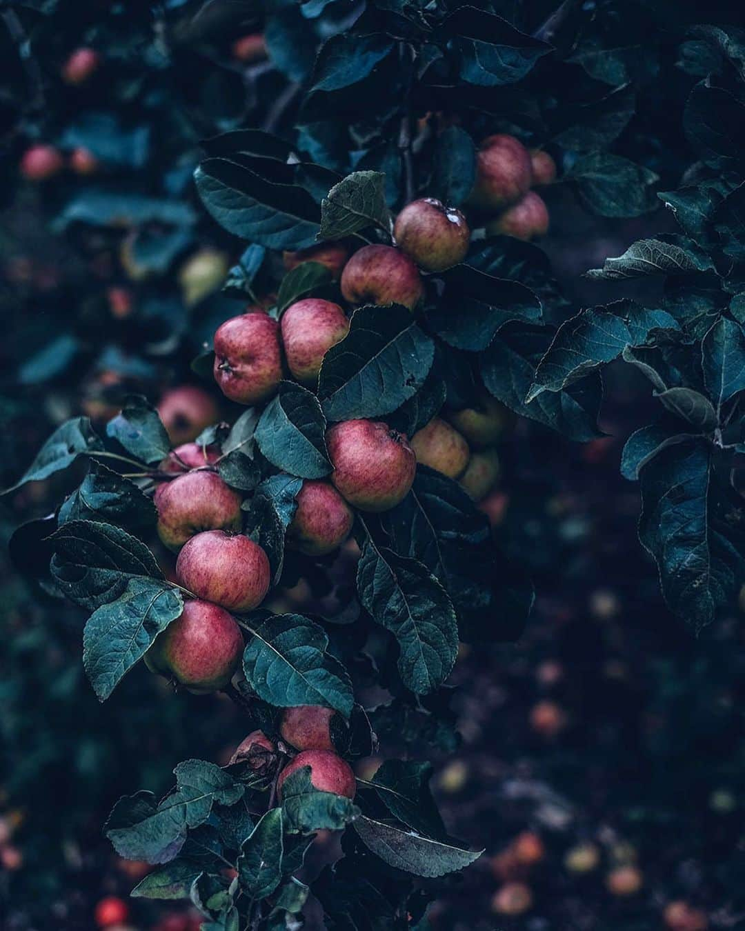 Our Food Storiesさんのインスタグラム写真 - (Our Food StoriesInstagram)「It slowly feels like autumn is in the air 🍎 There is such an abundance of apples this year, what’s your favorite apple recipe? Can‘t wait for all the autumn baking to begin. Happy weekend guys! #ourfoodstories_countryside  _____ #appletrees #appletree #applerecipes #apfelbaum #visitbrandenburg #countrysidelife #countrysideliving #foodphotography #momentslikethese #stilllifephotography #cremecycles #autumnrecipes #autumnmood #herbststimmung #apfelbaum」9月23日 21時50分 - _foodstories_