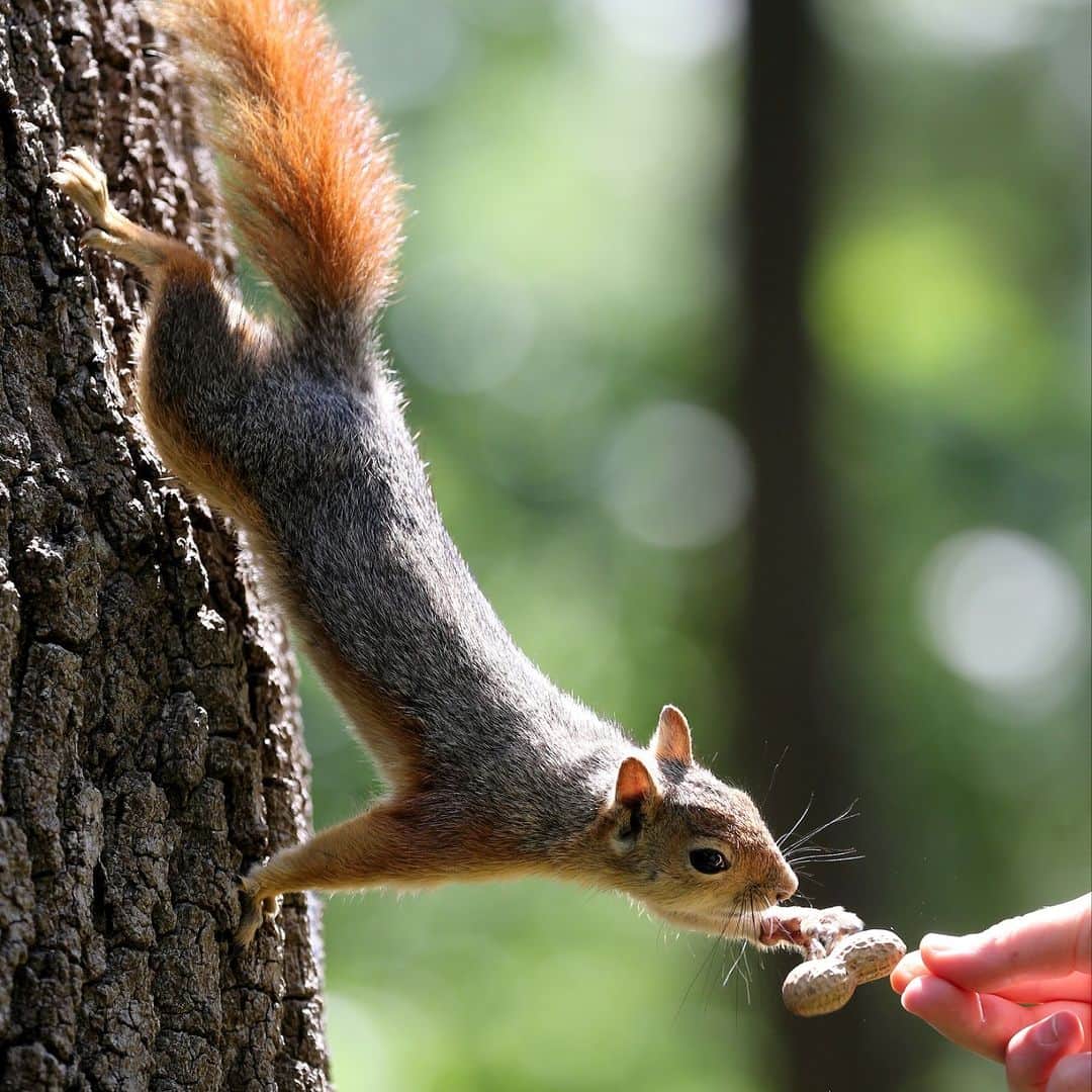 のインスタグラム：「Happy first day of #fall! 🐿️🍂🪵  During this season, squirrels and chipmunks store nuts for their winter hibernation.  #Equinox #Squirrels #Wildlife #Nature #Animals」