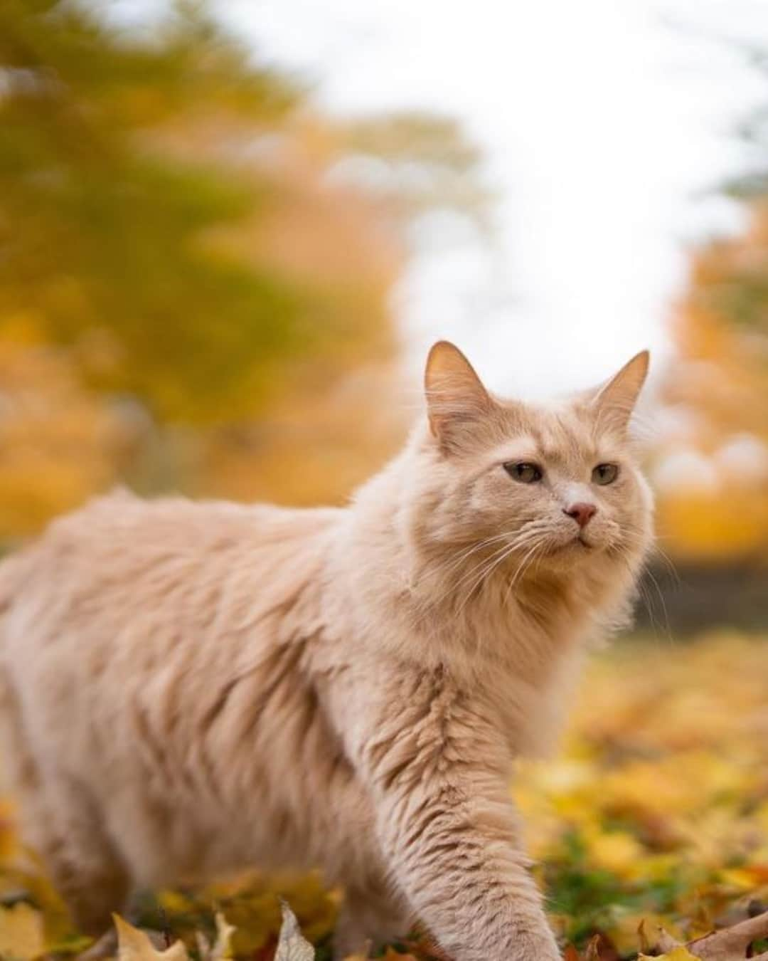 Fresh Stepさんのインスタグラム写真 - (Fresh StepInstagram)「Happy first day of fall! 🍁Here’s to pet-friendly pumpkin patches, leaf peeping trips, and many fall cat pics. Always fall cat pics. 🎃🐱📸  Photos courtesy of: @meenathekitty @lotus_the_mainecoon @buttersthebean @angelikabanachx @henrysthoughts  #autumncats #fallvibes #autumnaesthetic #cats #catlovers #catphotography #cutecats #freshstep」9月23日 22時02分 - freshstep