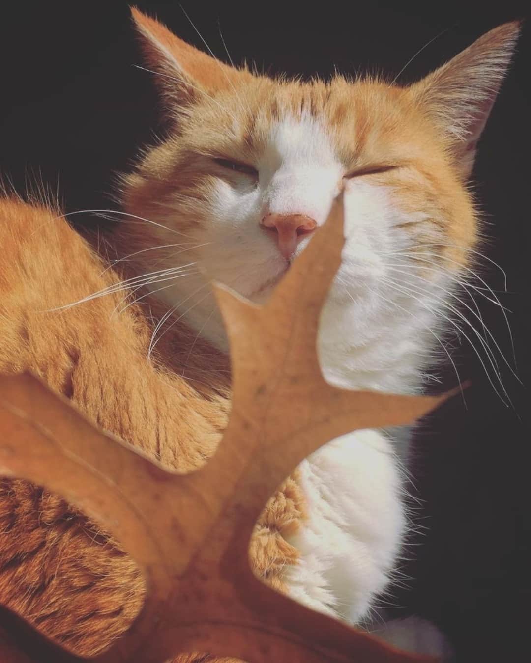 Fresh Stepさんのインスタグラム写真 - (Fresh StepInstagram)「Happy first day of fall! 🍁Here’s to pet-friendly pumpkin patches, leaf peeping trips, and many fall cat pics. Always fall cat pics. 🎃🐱📸  Photos courtesy of: @meenathekitty @lotus_the_mainecoon @buttersthebean @angelikabanachx @henrysthoughts  #autumncats #fallvibes #autumnaesthetic #cats #catlovers #catphotography #cutecats #freshstep」9月23日 22時02分 - freshstep