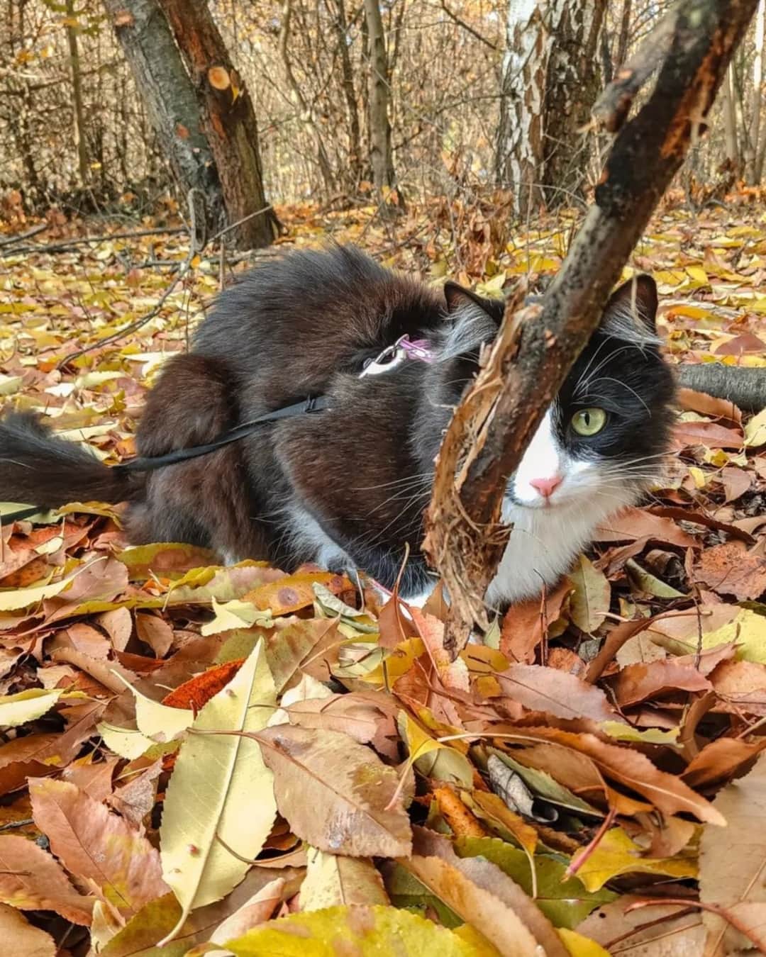 Fresh Stepさんのインスタグラム写真 - (Fresh StepInstagram)「Happy first day of fall! 🍁Here’s to pet-friendly pumpkin patches, leaf peeping trips, and many fall cat pics. Always fall cat pics. 🎃🐱📸  Photos courtesy of: @meenathekitty @lotus_the_mainecoon @buttersthebean @angelikabanachx @henrysthoughts  #autumncats #fallvibes #autumnaesthetic #cats #catlovers #catphotography #cutecats #freshstep」9月23日 22時02分 - freshstep