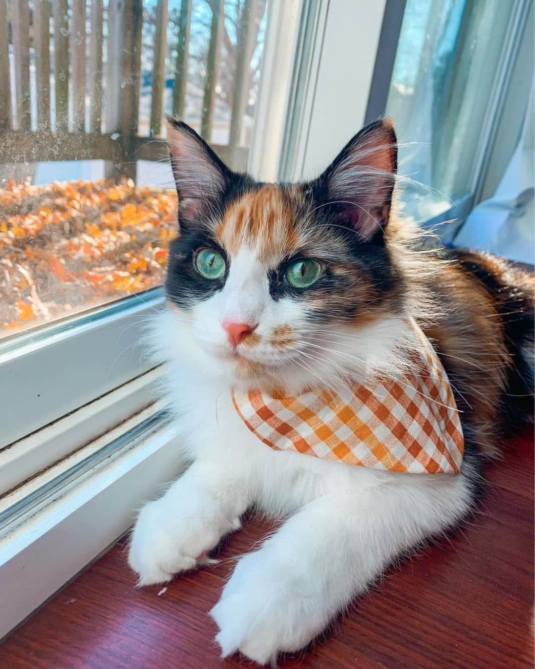 Fresh Stepのインスタグラム：「Happy first day of fall! 🍁Here’s to pet-friendly pumpkin patches, leaf peeping trips, and many fall cat pics. Always fall cat pics. 🎃🐱📸  Photos courtesy of: @meenathekitty @lotus_the_mainecoon @buttersthebean @angelikabanachx @henrysthoughts  #autumncats #fallvibes #autumnaesthetic #cats #catlovers #catphotography #cutecats #freshstep」