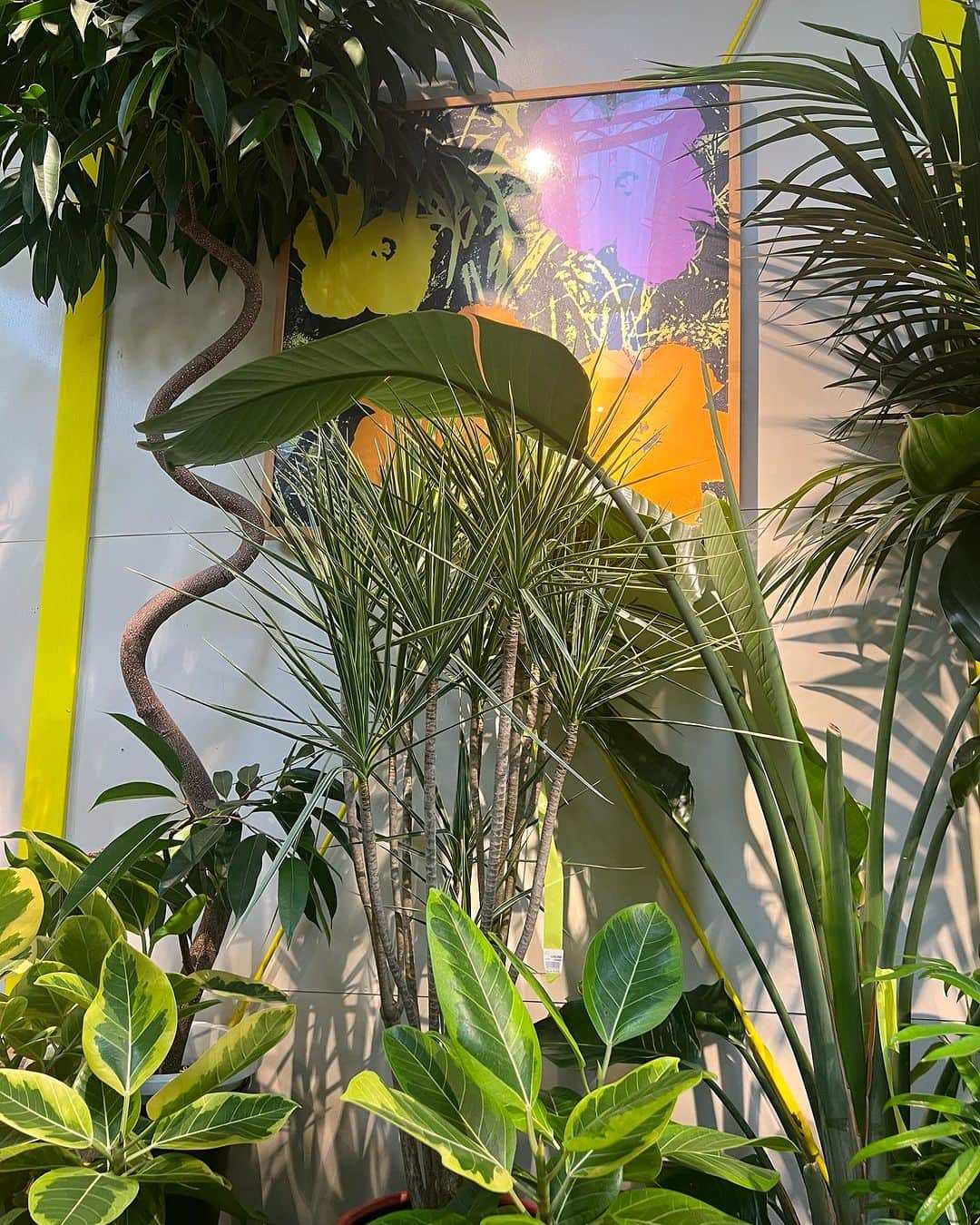 所谷舞さんのインスタグラム写真 - (所谷舞Instagram)「可愛い観葉植物🪴沢山買えた☺️ やっぱり @solsopark  好きだ🌼🌱」9月23日 22時02分 - _mai_i_