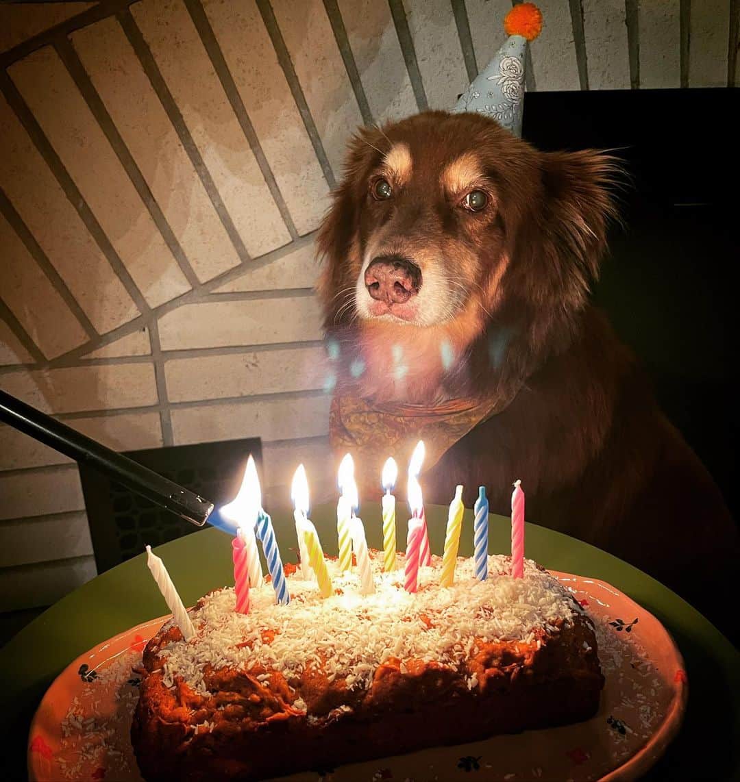 アマンダ・サイフリッドのインスタグラム：「I feel the same about my own birthday, Finny. But we’re gonna celebrate you anyway! A full fourteen. The greatest years I never saw coming. (Cake recipe in my stories).」