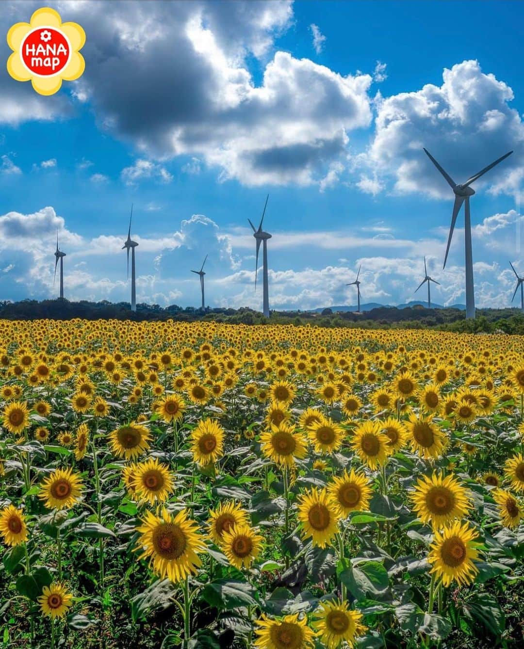 はなまっぷ❁日本の花風景さんのインスタグラム写真 - (はなまっぷ❁日本の花風景Instagram)「🌸はなまっぷ🌸 * @yuuna_iris66 さんの 花のある風景に花まるを💮 * 高原の風を感じる風車のあるひまわり畑をありがとうございます😊🌸 * #福島　#郡山布引風の高原 Koriyama Nunobiki Wind Plateau, Fukushima Pref. * ひまわりの花言葉 あこがれ、あなただけを見つめる * #はなまっぷ #日本の美しい花風景#花のある風景#花#花言葉 #ひまわり#福島#ヒマワリ#向日葵#sunflower#布引高原#風車#🌻#郡山#ひまわり畑#ヒマワリ畑  * いつも素敵なお花をありがとうございます😊 ※見頃が過ぎている花、終わっている花もご紹介させていただいています。 * 🌸••••••お知らせ••••••🌸 * 花風景検索サイト　はなまっぷ https://hanamap.com 🔍「はなまっぷ」または @hanamap プロフィール欄から ぜひご覧ください * 📖🌸📖🌸📖🌸📖🌸📖 四季の花々を訪ねていきたい にっぽんの花地図 好評発売中📘 📖🌸📖🌸📖🌸📖🌸📖」9月23日 22時17分 - hanamap