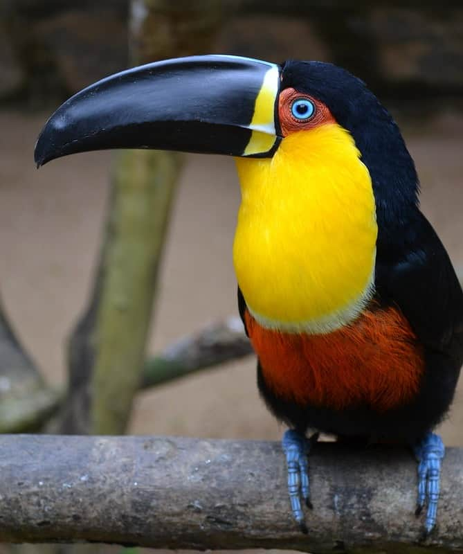 アメリカ自然史博物館のインスタグラム：「Who’s that handsome bird? It’s the Channel-billed Toucan (Ramphastos vitellinus), of course! Found in parts of northern and central South America, this species’ beak can grow up 5.5 in (13.9 cm) long. In fact, this bird has one of the largest beak-to-body ratios out of any bird in the world! This species’ beak serves as a thermoregulator: Toucans can control the amount of blood that flows to their bills, helping them warm up or cool down.   Photo: AleNunes, CC BY-SA 2.0, flickr #wildlife #biodiversity #birds #birdsoftheworld #amazingnature #wildlifephotography #animalfacts」