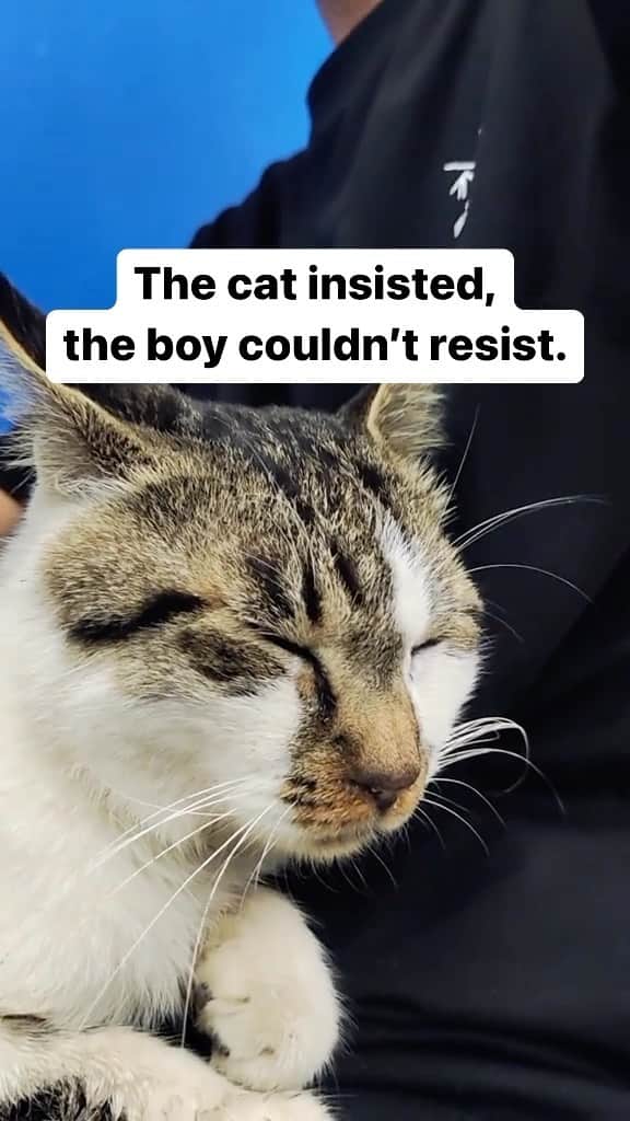 Cute Pets Dogs Catsのインスタグラム：「Cat distribution system is working 🥰  Credit: adorable kikipupugo (tt) ** For all crediting issues and removals pls 𝐄𝐦𝐚𝐢𝐥 𝐮𝐬 ☺️  𝐍𝐨𝐭𝐞: we don’t own this video/pics, all rights go to their respective owners. If owner is not provided, tagged (meaning we couldn’t find who is the owner), 𝐩𝐥𝐬 𝐄𝐦𝐚𝐢𝐥 𝐮𝐬 with 𝐬𝐮𝐛𝐣𝐞𝐜𝐭 “𝐂𝐫𝐞𝐝𝐢𝐭 𝐈𝐬𝐬𝐮𝐞𝐬” and 𝐨𝐰𝐧𝐞𝐫 𝐰𝐢𝐥𝐥 𝐛𝐞 𝐭𝐚𝐠𝐠𝐞𝐝 𝐬𝐡𝐨𝐫𝐭𝐥𝐲 𝐚𝐟𝐭𝐞𝐫.  We have been building this community for over 6 years, but 𝐞𝐯𝐞𝐫𝐲 𝐫𝐞𝐩𝐨𝐫𝐭 𝐜𝐨𝐮𝐥𝐝 𝐠𝐞𝐭 𝐨𝐮𝐫 𝐩𝐚𝐠𝐞 𝐝𝐞𝐥𝐞𝐭𝐞𝐝, pls email us first. **  #sleepingkitty #instakitties #kittycuddles」