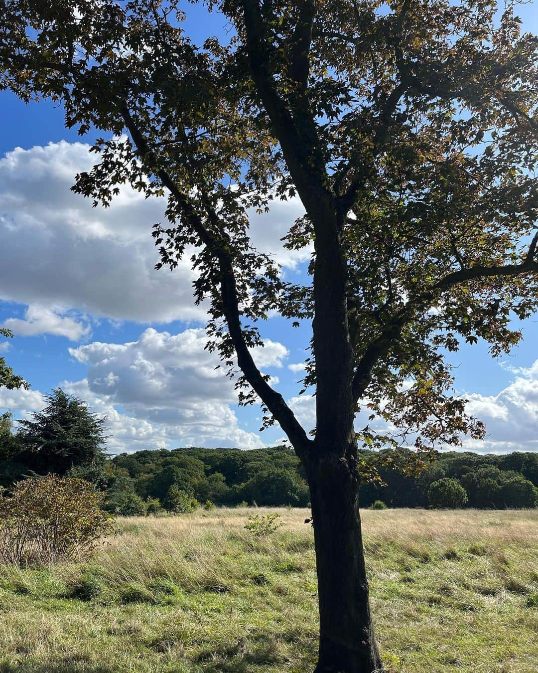 メラニー・サイクスさんのインスタグラム写真 - (メラニー・サイクスInstagram)「It Is Peace   What does stillness sound like? What does it sound like when you Turn off the television set and cell phone? What does it sound like when you Take a break from talking With family, friends and colleagues? What does it sound like in your mind when you Turn off the constant stream of thoughts? What does stillness sound like? What does stillness feel like? Does it feel uncomfortable? Unfamiliar? Rejuvenating? Calming? What does stillness feel like? What would happen if you stopped thinking about the Past? Stopped replaying the same tapes over and over in your mind? What would happen if you stopped thinking about the future? Always waiting with anticipation for what is next? What would happen if you brought your focus to this moment? This breath coming in. This breath going out... What is this? When you hear stillness, When you feel stillness, When your focus is only on this moment?  It is Peace.  by Barb Larson Taylor  #peace #poetry  #nature #breathe #walk #bluesky #clouds  #light #colour #vision  #balance #localpark  🧘🏽‍♀️🙏🏻💫」9月23日 22時48分 - msmelaniesykes