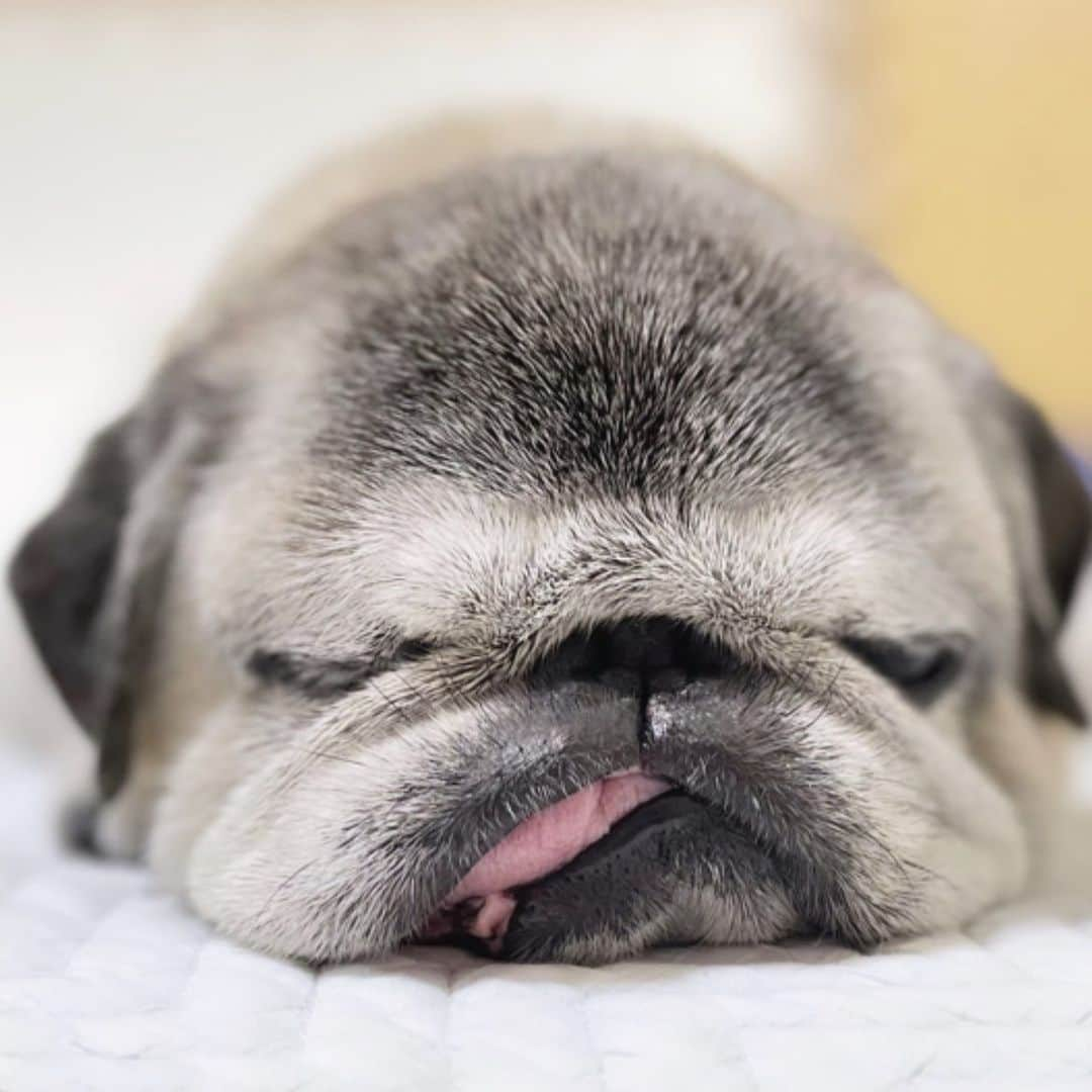 八兵衛のインスタグラム：「Hachibei😪 Sep19,2023 * * *   #ほぼ黒パグ #おじいちゃん犬 #17歳0か月  #pug #puggy #puglife #puglove #petstagram #pugstagram #pugsofinstagram #pugs #dog #八兵衛 #はちべえ」