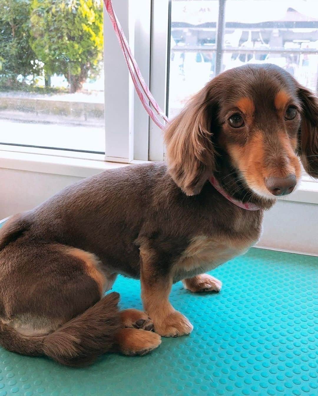 くるみさんのインスタグラム写真 - (くるみInstagram)「. 譲渡会のお知らせだよ🐕🐈 犬や猫をお迎えしたいなって考えている皆さん、 ぜひぜひ脚をお運びください🐾  保護犬保護猫🐶は飼ったことないけど… と心配なあなたにも、 プロボランティアスタッフさんが ピッタリのご縁を結んでくれます。  犬猫さんもあなたもしあわせになるこのご縁に、 ぜひご参加ください☺️  日時：10月9日（月・祝）13時〜16時 場所：京都　印幡薬師　北側ホール  よろしくお願いします  . #かわいすぎる」9月23日 22時57分 - kurukurukurumi222
