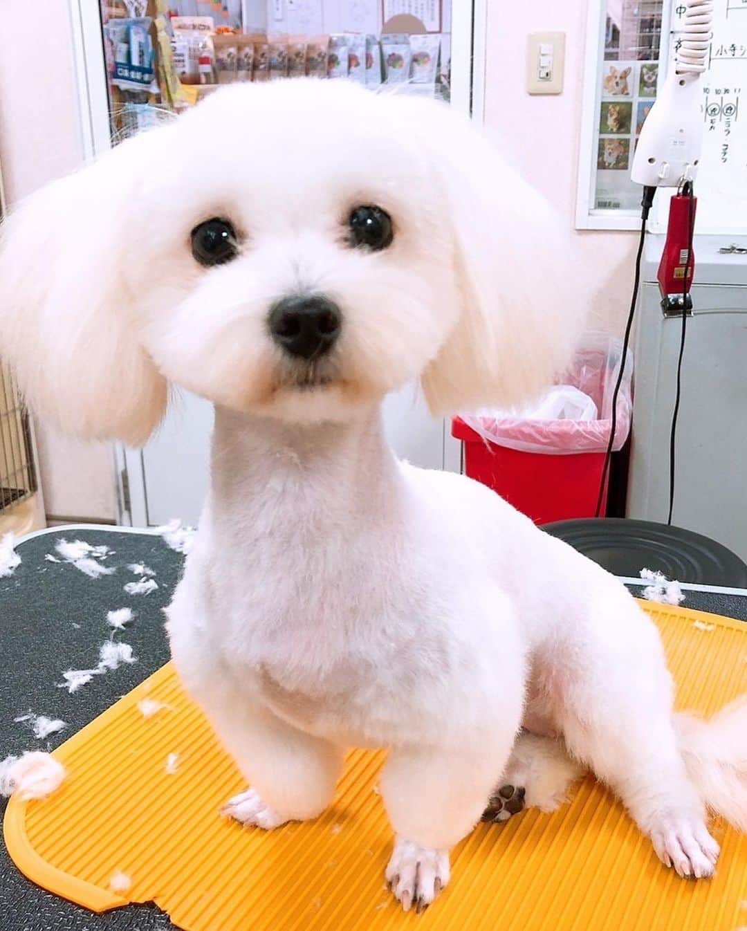 くるみさんのインスタグラム写真 - (くるみInstagram)「. 譲渡会のお知らせだよ🐕🐈 犬や猫をお迎えしたいなって考えている皆さん、 ぜひぜひ脚をお運びください🐾  保護犬保護猫🐶は飼ったことないけど… と心配なあなたにも、 プロボランティアスタッフさんが ピッタリのご縁を結んでくれます。  犬猫さんもあなたもしあわせになるこのご縁に、 ぜひご参加ください☺️  日時：10月9日（月・祝）13時〜16時 場所：京都　印幡薬師　北側ホール  よろしくお願いします  . #かわいすぎる」9月23日 22時57分 - kurukurukurumi222