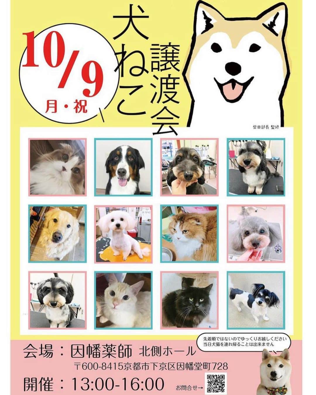 くるみさんのインスタグラム写真 - (くるみInstagram)「. 譲渡会のお知らせだよ🐕🐈 犬や猫をお迎えしたいなって考えている皆さん、 ぜひぜひ脚をお運びください🐾  保護犬保護猫🐶は飼ったことないけど… と心配なあなたにも、 プロボランティアスタッフさんが ピッタリのご縁を結んでくれます。  犬猫さんもあなたもしあわせになるこのご縁に、 ぜひご参加ください☺️  日時：10月9日（月・祝）13時〜16時 場所：京都　印幡薬師　北側ホール  よろしくお願いします  . #かわいすぎる」9月23日 22時57分 - kurukurukurumi222