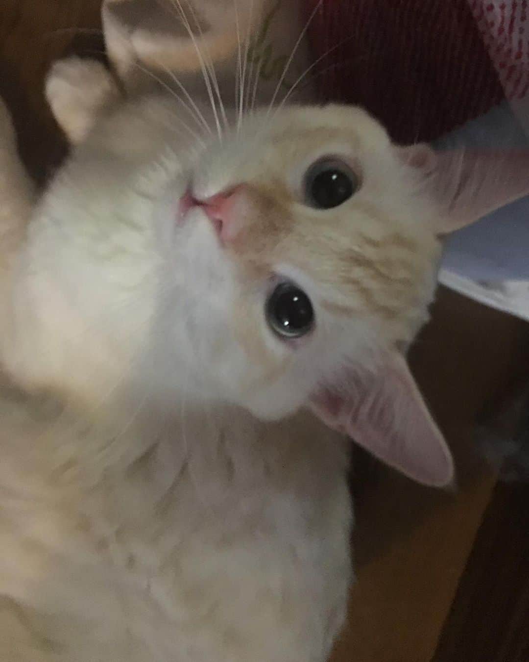 くるみさんのインスタグラム写真 - (くるみInstagram)「. 譲渡会のお知らせだよ🐕🐈 犬や猫をお迎えしたいなって考えている皆さん、 ぜひぜひ脚をお運びください🐾  保護犬保護猫🐶は飼ったことないけど… と心配なあなたにも、 プロボランティアスタッフさんが ピッタリのご縁を結んでくれます。  犬猫さんもあなたもしあわせになるこのご縁に、 ぜひご参加ください☺️  日時：10月9日（月・祝）13時〜16時 場所：京都　印幡薬師　北側ホール  よろしくお願いします  . #かわいすぎる」9月23日 22時57分 - kurukurukurumi222