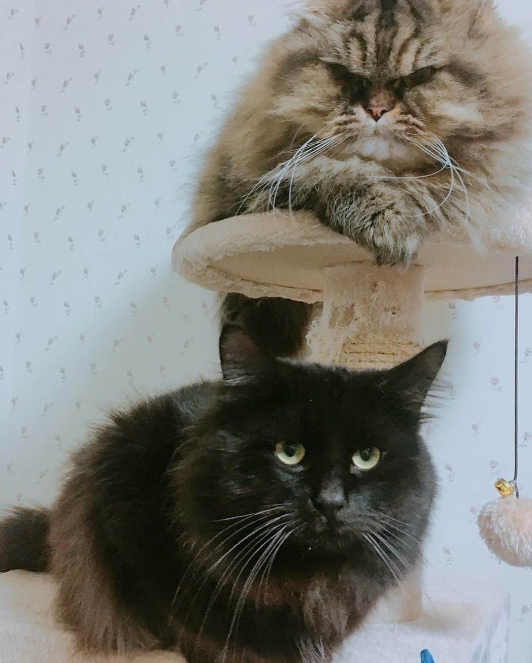 くるみさんのインスタグラム写真 - (くるみInstagram)「. 譲渡会のお知らせだよ🐕🐈 犬や猫をお迎えしたいなって考えている皆さん、 ぜひぜひ脚をお運びください🐾  保護犬保護猫🐶は飼ったことないけど… と心配なあなたにも、 プロボランティアスタッフさんが ピッタリのご縁を結んでくれます。  犬猫さんもあなたもしあわせになるこのご縁に、 ぜひご参加ください☺️  日時：10月9日（月・祝）13時〜16時 場所：京都　印幡薬師　北側ホール  よろしくお願いします  . #かわいすぎる」9月23日 22時57分 - kurukurukurumi222