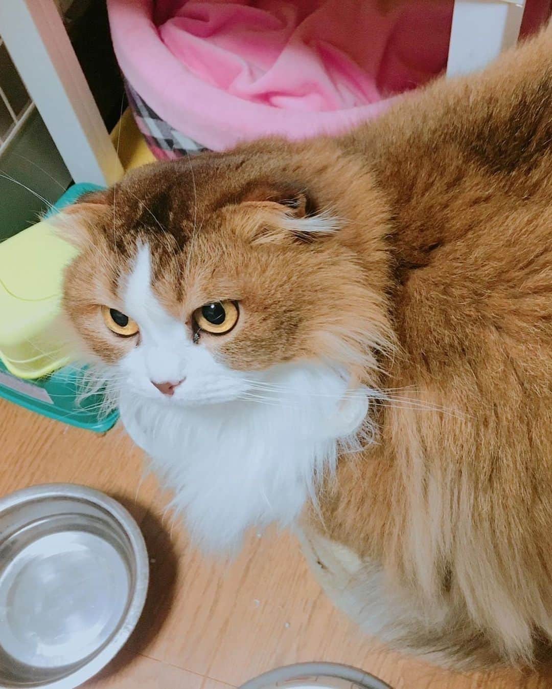 くるみさんのインスタグラム写真 - (くるみInstagram)「. 譲渡会のお知らせだよ🐕🐈 犬や猫をお迎えしたいなって考えている皆さん、 ぜひぜひ脚をお運びください🐾  保護犬保護猫🐶は飼ったことないけど… と心配なあなたにも、 プロボランティアスタッフさんが ピッタリのご縁を結んでくれます。  犬猫さんもあなたもしあわせになるこのご縁に、 ぜひご参加ください☺️  日時：10月9日（月・祝）13時〜16時 場所：京都　印幡薬師　北側ホール  よろしくお願いします  . #かわいすぎる」9月23日 22時57分 - kurukurukurumi222
