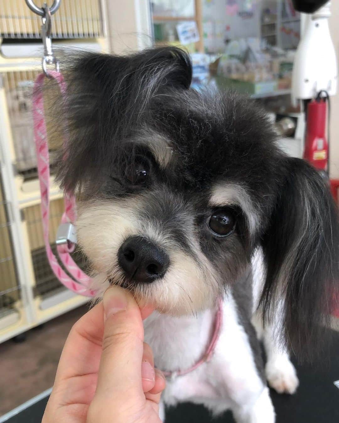 くるみさんのインスタグラム写真 - (くるみInstagram)「. 譲渡会のお知らせだよ🐕🐈 犬や猫をお迎えしたいなって考えている皆さん、 ぜひぜひ脚をお運びください🐾  保護犬保護猫🐶は飼ったことないけど… と心配なあなたにも、 プロボランティアスタッフさんが ピッタリのご縁を結んでくれます。  犬猫さんもあなたもしあわせになるこのご縁に、 ぜひご参加ください☺️  日時：10月9日（月・祝）13時〜16時 場所：京都　印幡薬師　北側ホール  よろしくお願いします  . #かわいすぎる」9月23日 22時57分 - kurukurukurumi222