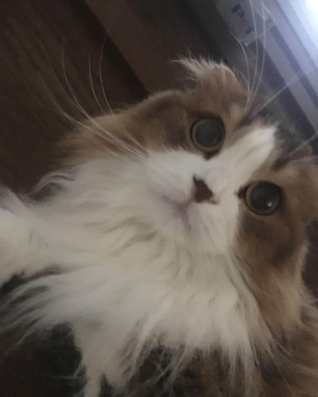 くるみさんのインスタグラム写真 - (くるみInstagram)「. 譲渡会のお知らせだよ🐕🐈 犬や猫をお迎えしたいなって考えている皆さん、 ぜひぜひ脚をお運びください🐾  保護犬保護猫🐶は飼ったことないけど… と心配なあなたにも、 プロボランティアスタッフさんが ピッタリのご縁を結んでくれます。  犬猫さんもあなたもしあわせになるこのご縁に、 ぜひご参加ください☺️  日時：10月9日（月・祝）13時〜16時 場所：京都　印幡薬師　北側ホール  よろしくお願いします  . #かわいすぎる」9月23日 22時57分 - kurukurukurumi222