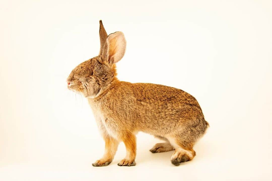 Joel Sartoreさんのインスタグラム写真 - (Joel SartoreInstagram)「You can’t tell from the first photo, but Benjamin the Los Angeles Basin brush rabbit is one lucky bunny after having a dangerous encounter, likely with a cat. While the incident didn’t take his life, it did cost him an eye - an injury making it impossible for him to survive safely in the wild. Thankfully Benjamin made a full recovery and is happy and healthy at his home, @bigbearalpinezoo. To help rabbits like Benjamin, consider keeping your pet cats indoors whenever possible. There's safety advantages for the kitty as well with indoor cats running far less risk of injury or death from road accidents, fighting, and disease. And, when cats aren’t roaming, the local wildlife around you is free to flourish.   #rabbit #bunny #animal #wildlife #photography #animalphotography #wildlifephotography #studioportrait #InternationalRabbitDay #PhotoArk @insidenatgeo」9月23日 23時08分 - joelsartore