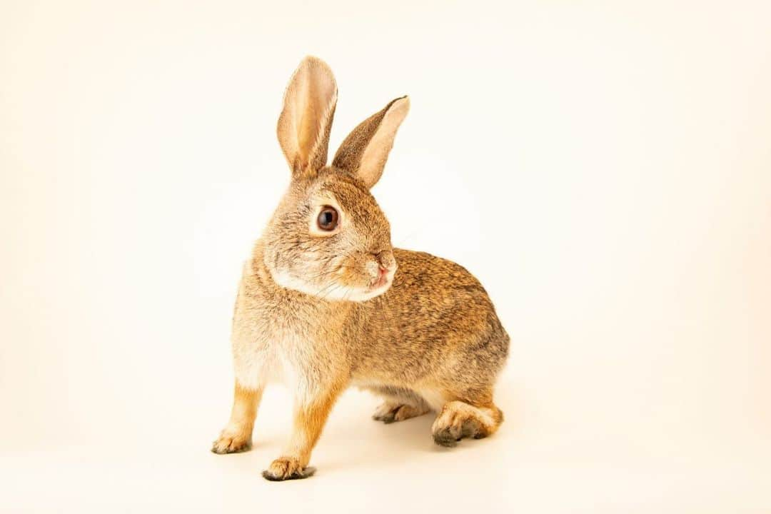 Joel Sartoreさんのインスタグラム写真 - (Joel SartoreInstagram)「You can’t tell from the first photo, but Benjamin the Los Angeles Basin brush rabbit is one lucky bunny after having a dangerous encounter, likely with a cat. While the incident didn’t take his life, it did cost him an eye - an injury making it impossible for him to survive safely in the wild. Thankfully Benjamin made a full recovery and is happy and healthy at his home, @bigbearalpinezoo. To help rabbits like Benjamin, consider keeping your pet cats indoors whenever possible. There's safety advantages for the kitty as well with indoor cats running far less risk of injury or death from road accidents, fighting, and disease. And, when cats aren’t roaming, the local wildlife around you is free to flourish.   #rabbit #bunny #animal #wildlife #photography #animalphotography #wildlifephotography #studioportrait #InternationalRabbitDay #PhotoArk @insidenatgeo」9月23日 23時08分 - joelsartore