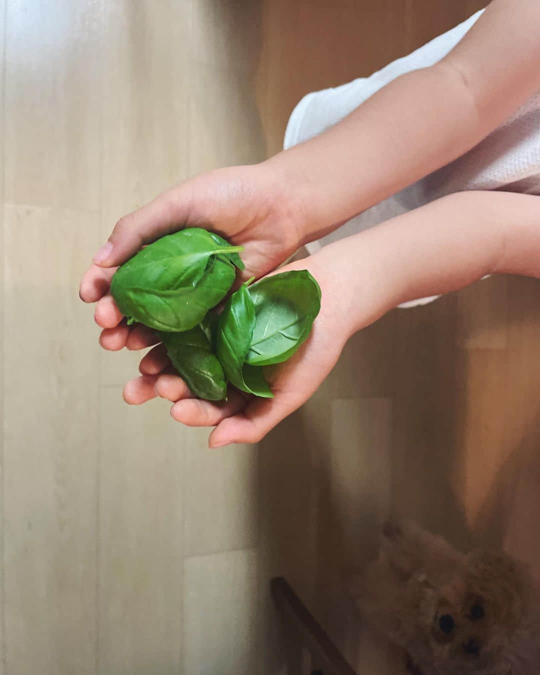 佐倉真衣のインスタグラム：「息子、自分で種から育てたバジル🌿 収穫して大好きなピザに✨ 良かったね、よく頑張りました🫶🏻  バジル好きなの驚かれるけど紫蘇は食べない。 だいたい一緒じゃんね？😇  #バジル #マルゲリータ #家庭菜園 #男の子ママ #4歳」