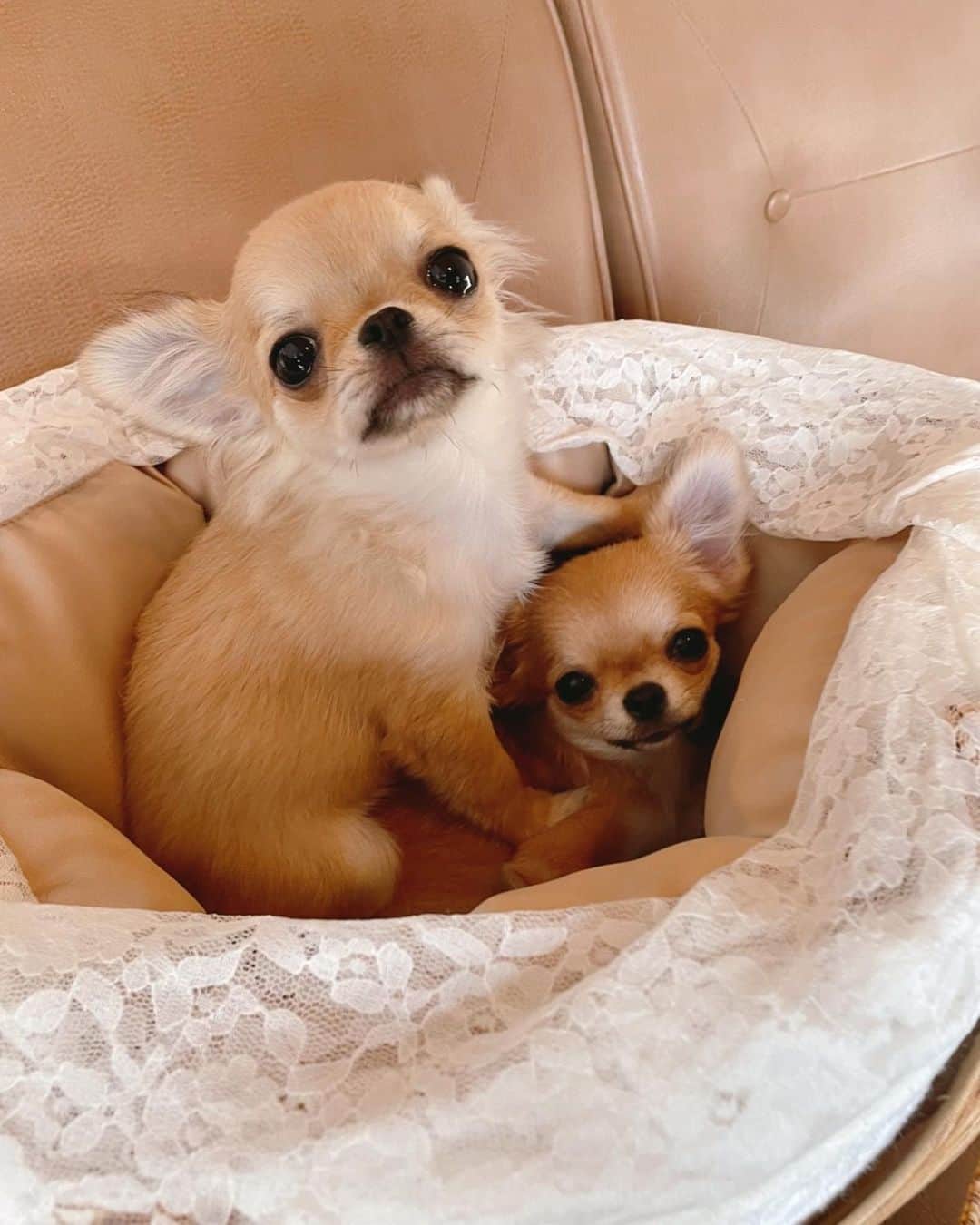 ∞maki∞??????のインスタグラム：「2023.9.23 ウル♡リル♡ ・ ・ ・ ・ ・ ウルリル🎵はじめての ドッグカフェ☺️💞 ・ ・ ・ ・ ・ サラに沢山のおめでとう㊗️ ありがとうございます😊💞 お返しがいいねだけですみません🙇 ・ ・ ・ @shrine.235  ・ ・ ・ ・ ・ #ドッグカフェ #r176shrine #動画#movie #dog#Chihuahua#Chihuahualove#Chihuahualife#instaChihuahua#happy#cute#love#犬#チワワ#ロングコートチワワ#多頭飼い#可愛い#癒し#幸せ#仲良し#ｳﾙﾘﾙ」