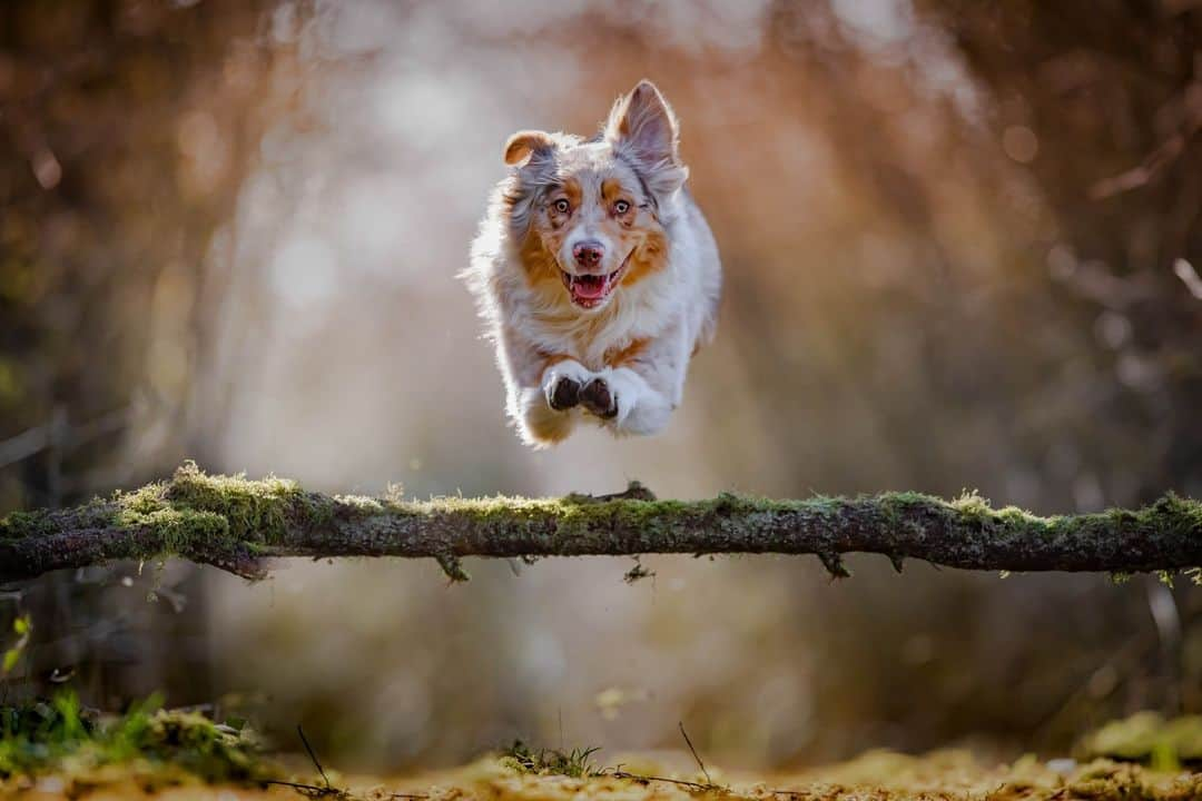 CANON USAさんのインスタグラム写真 - (CANON USAInstagram)「Sprinting towards fall foliage, pumpkin spice, and cozy nights. Happy first day of fall! 🍂🧡   📸 #Canon EOS 5D Mark IV Lens: EF 300mm f/2.8L IS II USM」9月24日 1時00分 - canonusa