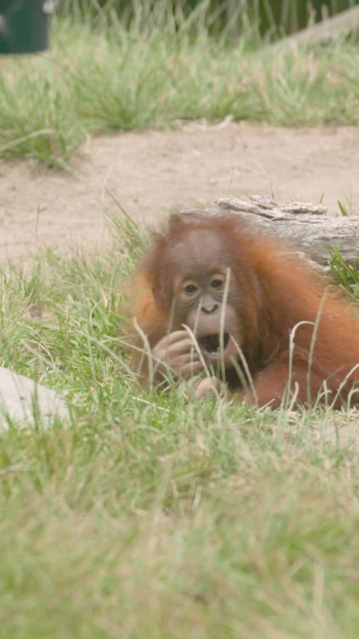 San Diego Zooのインスタグラム