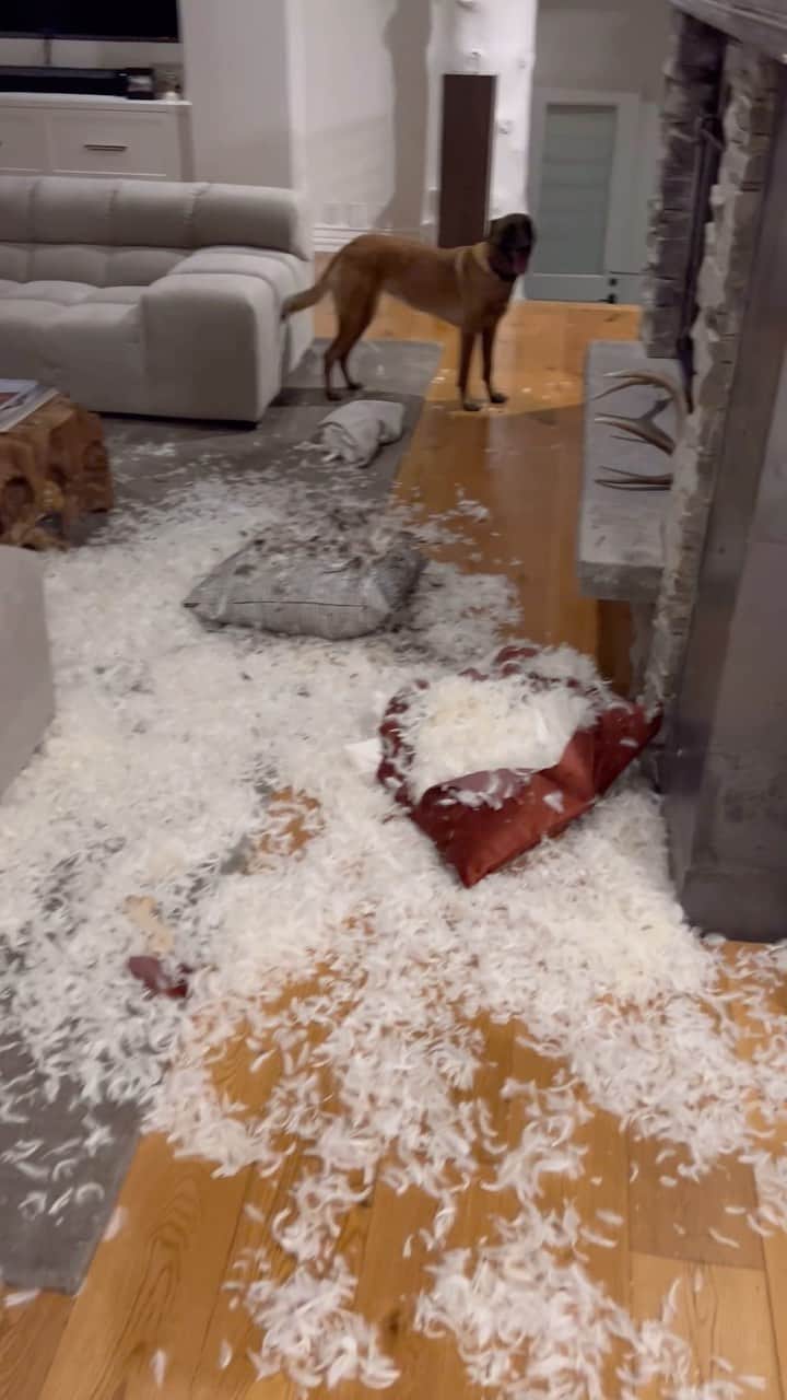 リンゼイ・ボンのインスタグラム：「She did it again…. 🤦🏼‍♀️ we’re gonna need some more pillows… 🐶」