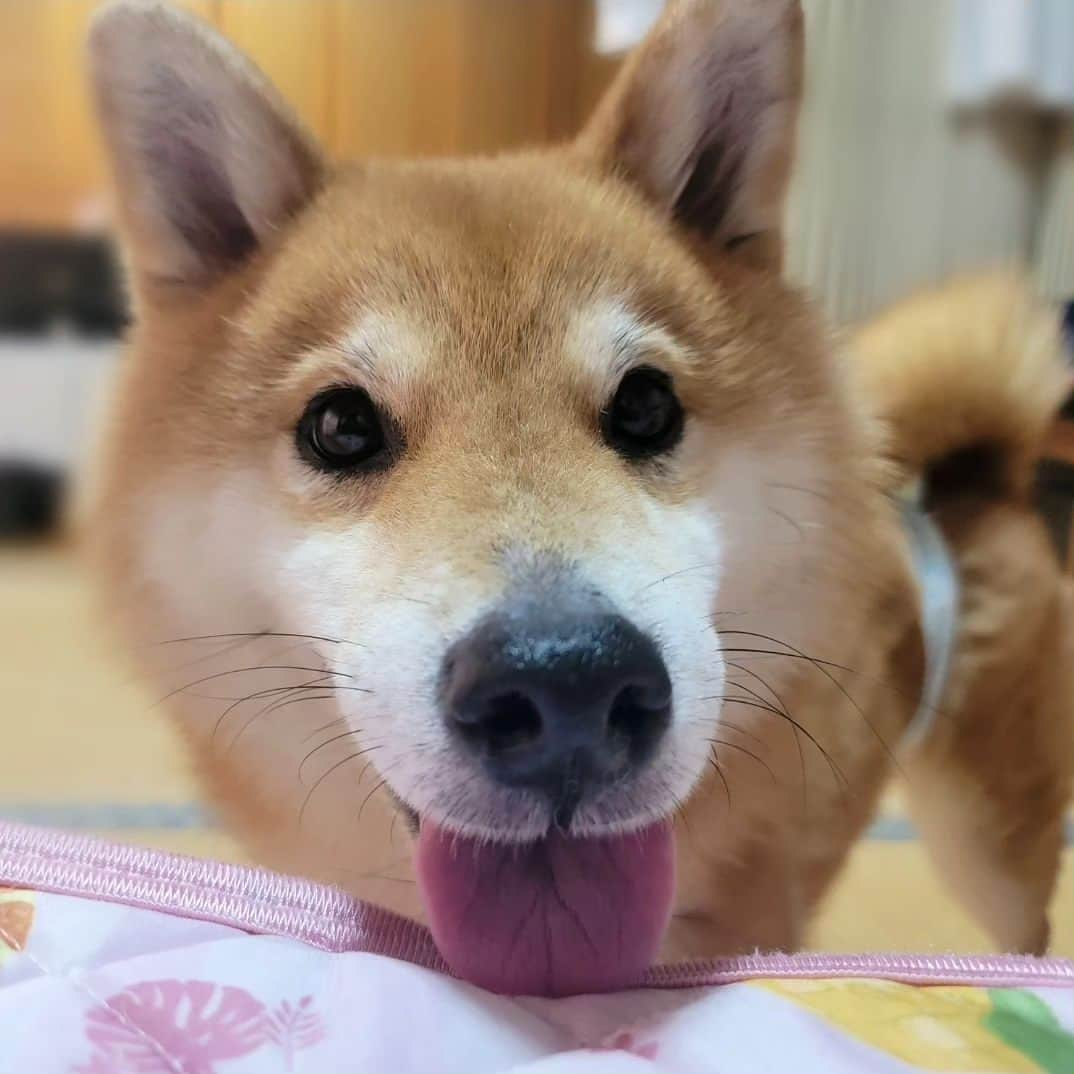 柴犬たま Shibainu Tamaさんのインスタグラム写真 - (柴犬たま Shibainu TamaInstagram)「トロ、皮膚組織球腫の術後経過〜💡 ⠀ 本来は7〜10日程で抜糸したらエリカラが外せるけど、トロは患部の前部分を包帯負けしたので術後1ヶ月後でやっとエリカラ生活が終了💦  患部は写真3〜4枚目みたいに綺麗に皮膚が再生していて、術後3ヶ月経った現在では毛も生えて元通りになってます😄 ⠀ Caption trans🇬🇧 Toro's postoperative course💡 Normally, the cone of shame can be removed after stitches are removed in 7 to 10 days, but he was finally able to remove the cone of shame one month after surgery because the skin in the front part of the affected area was inflamed💦 His skin has regenerated in the affected area, as shown in the third and fourth photos, and his fur has grown back and is now back to normal, three months after the operation😄  #たま家族 #柴犬トロ #皮膚組織球腫 #笑顔 #ふわもこ #かなりひし形⠀ #柴犬 #shiba #shibainu #shibastagram #犬 #dog」9月24日 12時32分 - tama7653