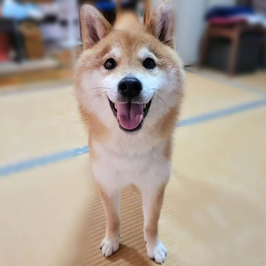 柴犬たま Shibainu Tamaのインスタグラム：「トロ、皮膚組織球腫の術後経過〜💡 ⠀ 本来は7〜10日程で抜糸したらエリカラが外せるけど、トロは患部の前部分を包帯負けしたので術後1ヶ月後でやっとエリカラ生活が終了💦  患部は写真3〜4枚目みたいに綺麗に皮膚が再生していて、術後3ヶ月経った現在では毛も生えて元通りになってます😄 ⠀ Caption trans🇬🇧 Toro's postoperative course💡 Normally, the cone of shame can be removed after stitches are removed in 7 to 10 days, but he was finally able to remove the cone of shame one month after surgery because the skin in the front part of the affected area was inflamed💦 His skin has regenerated in the affected area, as shown in the third and fourth photos, and his fur has grown back and is now back to normal, three months after the operation😄  #たま家族 #柴犬トロ #皮膚組織球腫 #笑顔 #ふわもこ #かなりひし形⠀ #柴犬 #shiba #shibainu #shibastagram #犬 #dog」