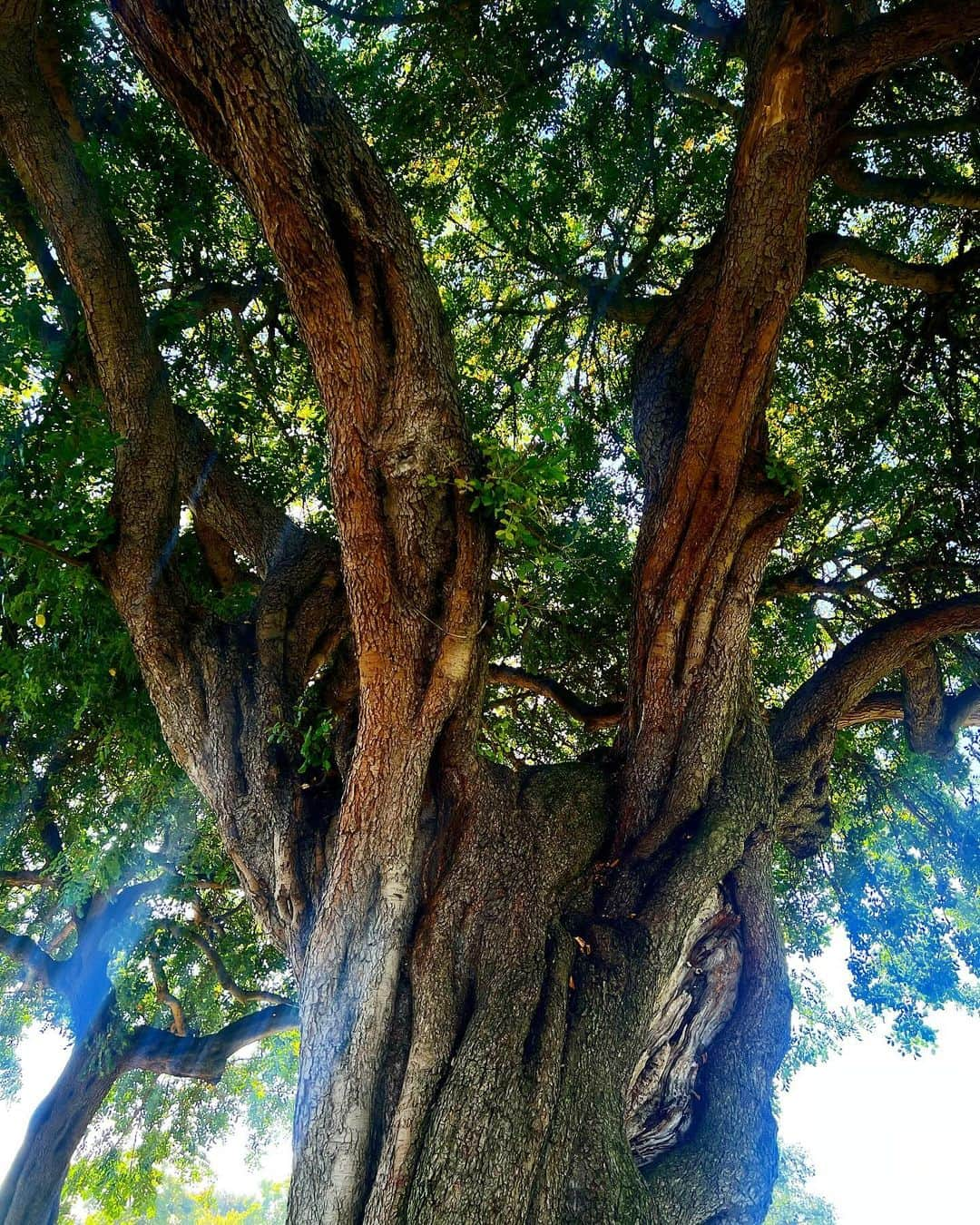 テス・ホリデーさんのインスタグラム写真 - (テス・ホリデーInstagram)「Nature reminds us everyday how beautiful diversity is. #effyourbeautystandards」9月24日 13時32分 - tessholliday