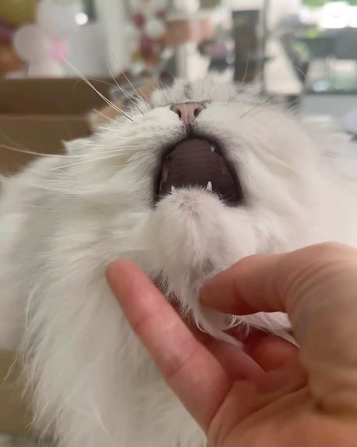 のインスタグラム：「Some gentle content involving a morning cat and a measuring cup x」