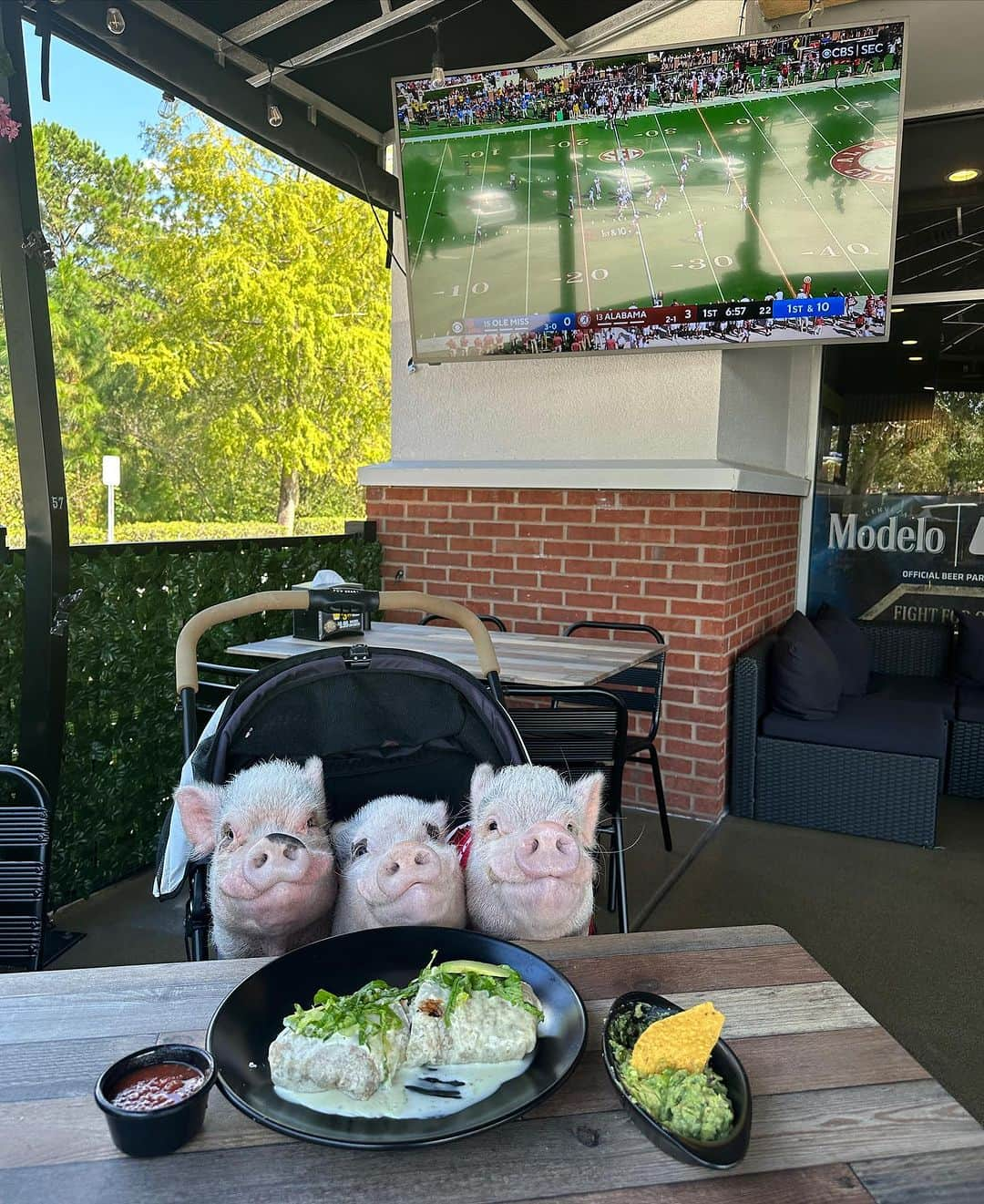 Priscilla and Poppletonのインスタグラム：「Boys day out! Look at those smiles when Alabama was first to get on the board They aren’t smiling as big now, but Pop is convinced they will come back. After all he brought them to @championsmsb so Bama has to come out the “champion”. If not, this vegan burrito will cheer them up. Have fun boys and ROLL TIDE!🌯🐷 #GoBama #BeatOleMiss #PopandPenn #Pinkthepig #PrissyandPop」