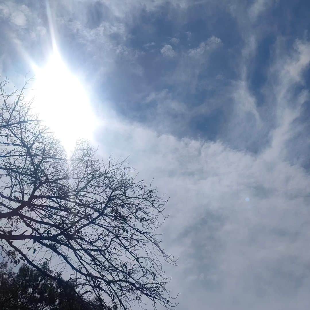 のインスタグラム：「おはようございます。 朝の散歩。快晴。まだセミが鳴いてる。まだここは夏や。  #朝散歩 #朝のルーティン」