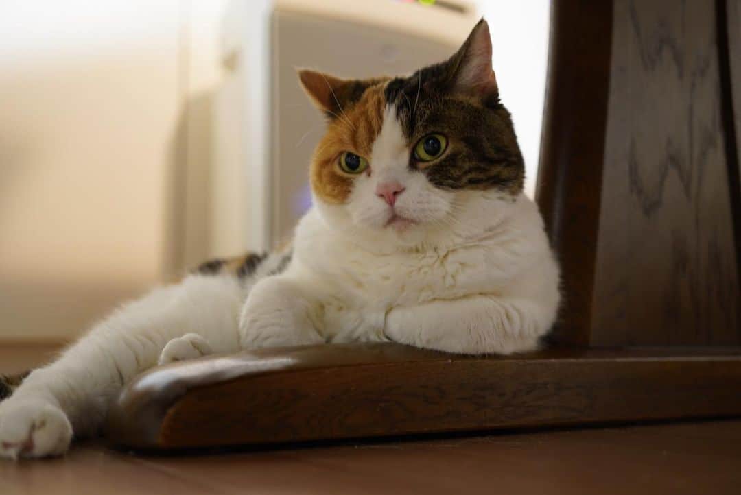 のインスタグラム：「.  姉御…みかん 頼りにしてるよ！  #頼もしく見える #boss #みかん #cat #catstagram」