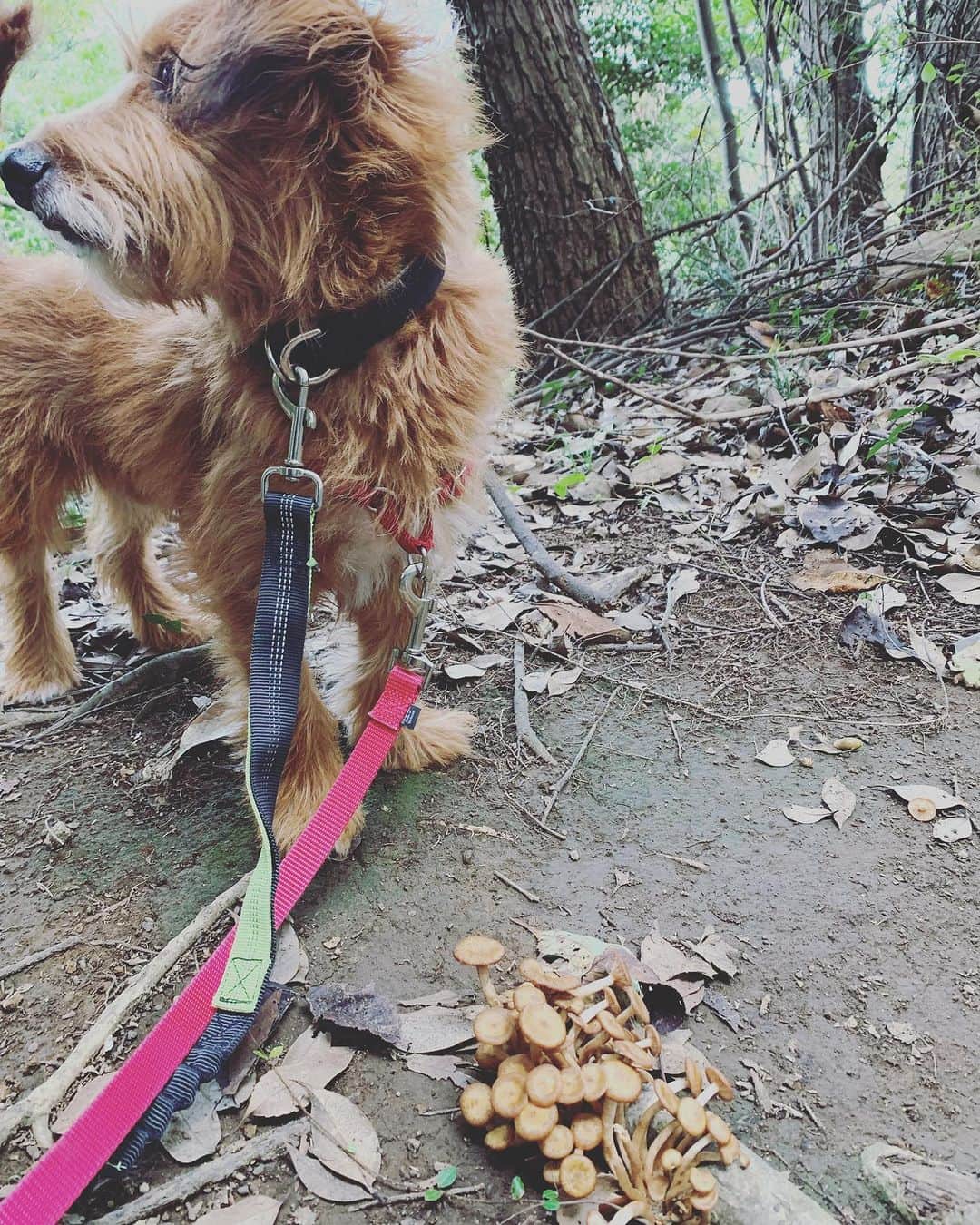 河口恭吾のインスタグラム：「朝が涼しい。パーカー着てモギーと娘と近所の山へ。 アップダウンや木の根、岩場が楽しい。3.8km歩きました。  木の根にキノコが沢山生えてました。秋ですねぇ。  #保護犬と暮らそう  #保護犬との暮らし #保護犬と暮らす  #保護犬という選択を  #保護犬モギー　#犬とハイキング　#犬と鎌倉 #鎌倉保護犬」