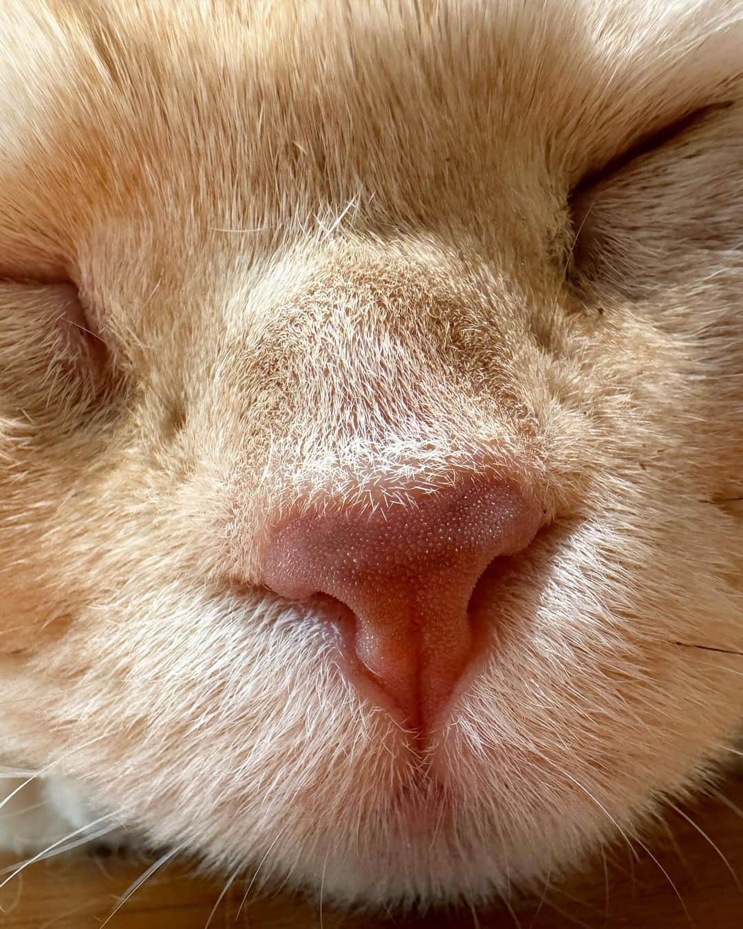 金太さんのインスタグラム写真 - (金太Instagram)「誰のお鼻かな？ 新しいiPhoneのマクロ撮影 私の手の甲や爪が細部までくっきり撮影できて 感動して、ストーリーに投稿し、、いや！需要ないから！🤣 . て事で、お鼻ドアップにしました✨ .  ＿＿＿＿＿＿＿＿＿＿＿＿ ＼ねこの金太と蒼太とすず／ 金太(９)スコティッシュ 蒼太(６)ラガマフィン すず(１)保護ねこ ▷▷ @vvviopw  ＿＿＿＿＿＿＿＿＿＿＿＿  #スコティッシュフォールドの金ちゃん#スコティッシュフォールド#scottishfold #猫のお鼻　#ドアップ  ＿＿＿＿＿＿」9月24日 10時36分 - vvviopw